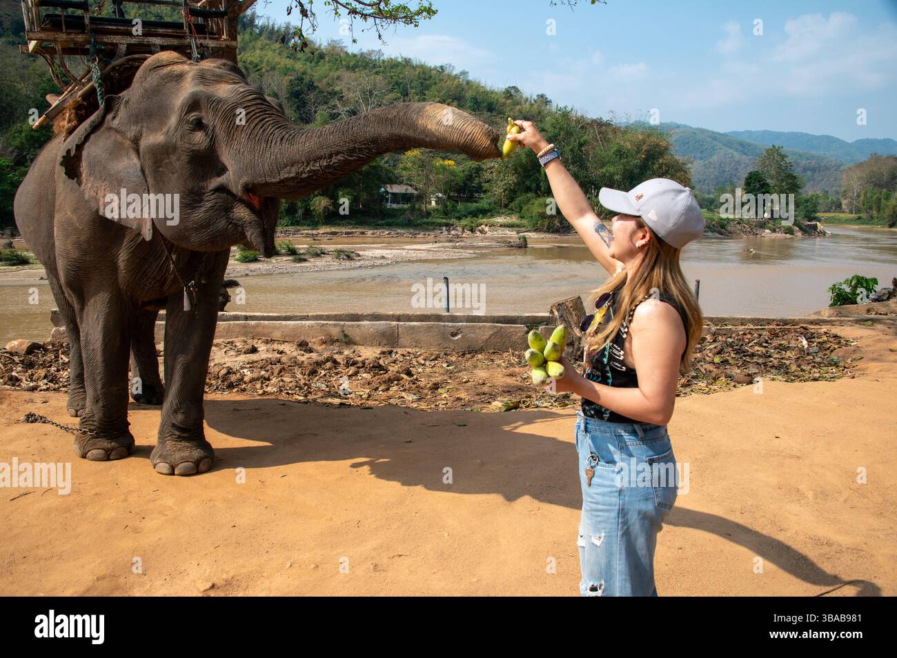 Ein junger thailändischer Tourist ernährt Bananen im Elephant Camp Karen Ruammit Elephant Care Center in der Nähe von Ban Ruammit, einem christlichen Karen Dorf, entlang der Mae K Stockfoto