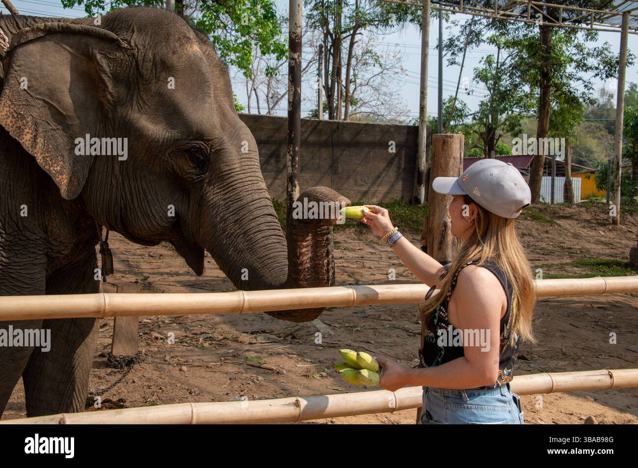 Ein junger thailändischer Tourist ernährt Bananen im Elephant Camp Karen Ruammit Elephant Care Center in der Nähe von Ban Ruammit, einem christlichen Karen Dorf, entlang der Mae K Stockfoto