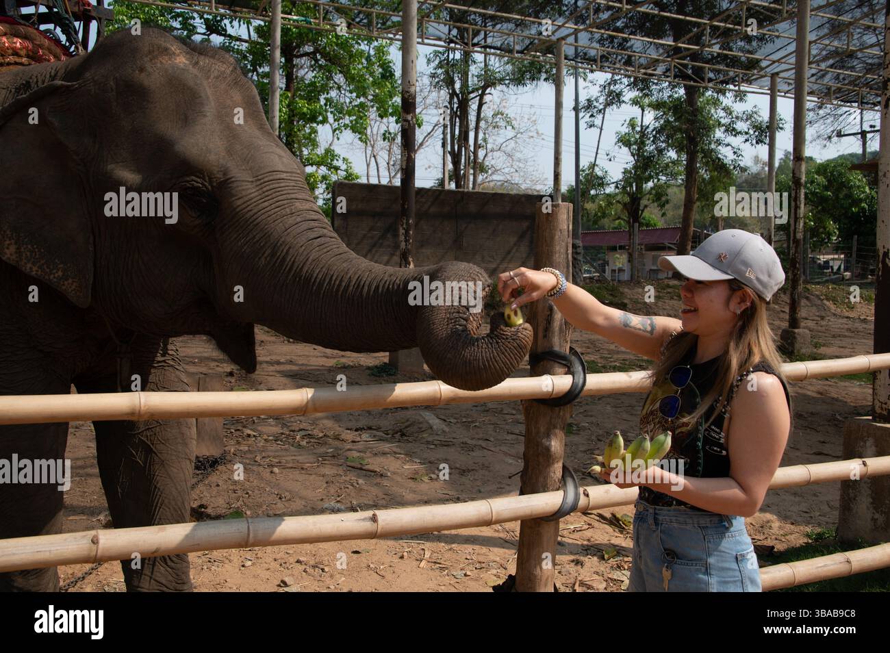 Ein junger thailändischer Tourist ernährt Bananen im Elephant Camp Karen Ruammit Elephant Care Center in der Nähe von Ban Ruammit, einem christlichen Karen Dorf, entlang der Mae K Stockfoto