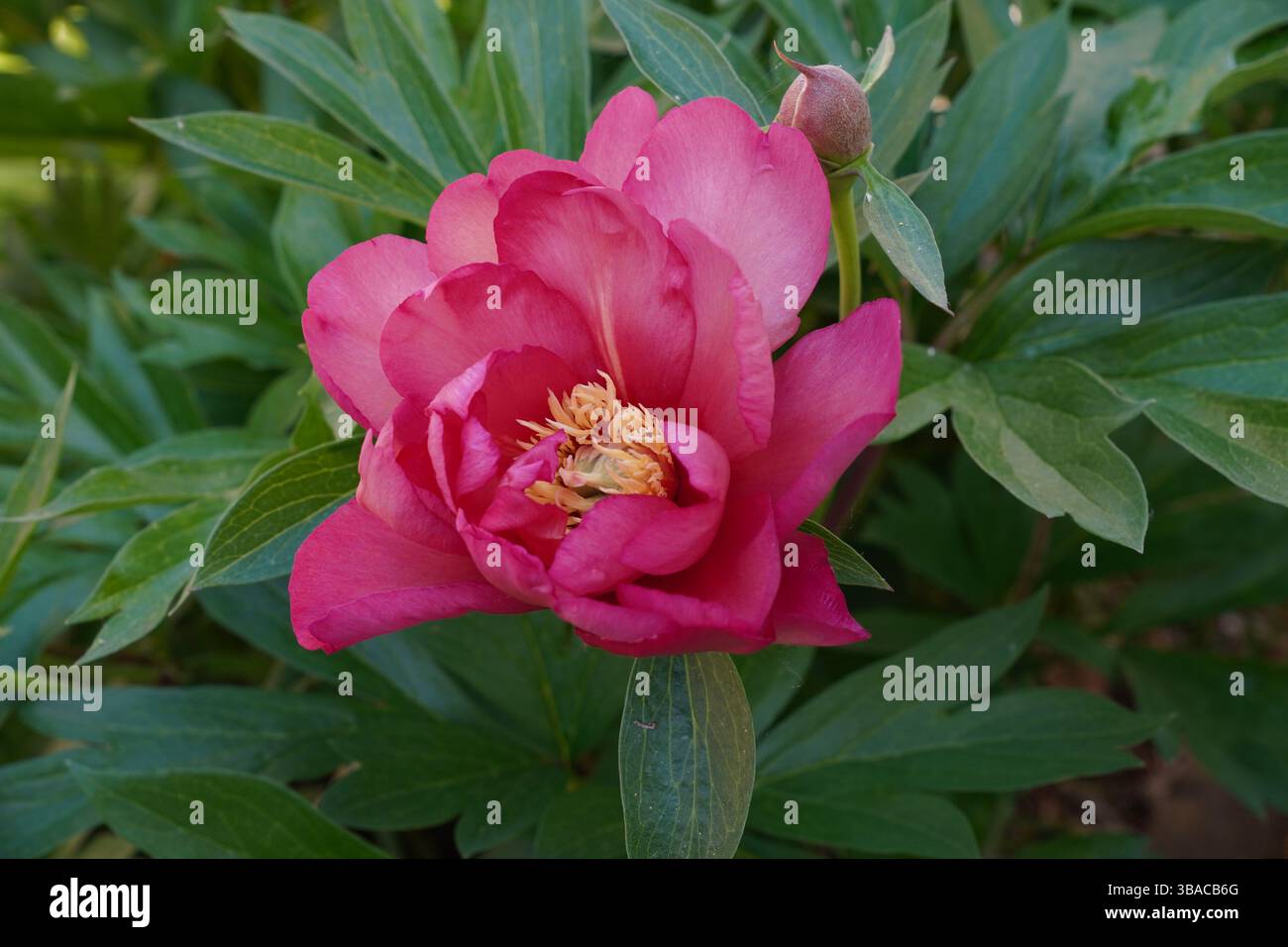 Einzelne Pfingstrosen-Blumenkopf isoliert gegen grünes Blattwerk. Hübsche Gartenblume in Blüte Stockfoto