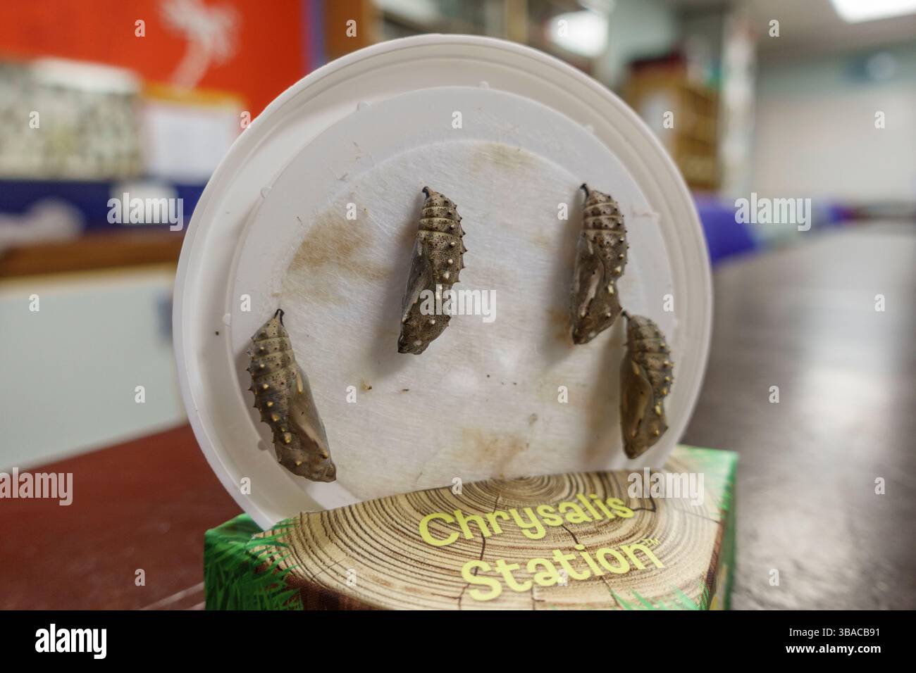 Caterpillar Crysalis (Painted Lady) auf einem Plastikdeckel vor der Umwandlung in Schmetterlinge, Teil eines wissenschaftlichen Projekts der britischen Sekundarschule. Stockfoto