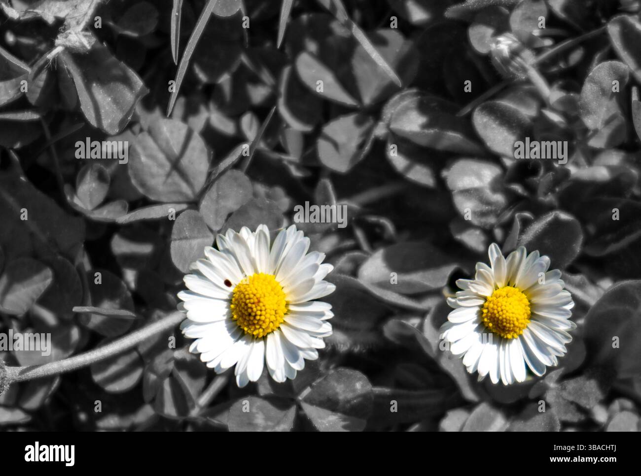 Zwei weiße Gänseblümchen mit gelben Mittelpunkten in selektiver Farbe auf einem monochromen Hintergrund. Künstlerisches florales Makro mit starkem Kontrast. Stockfoto