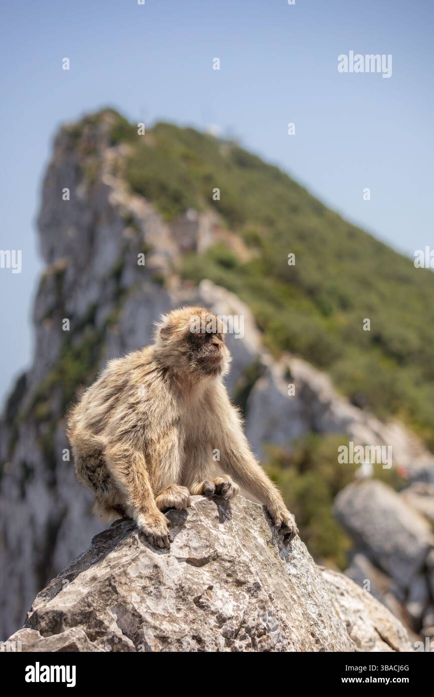 Berbermakaken im Naturschutzgebiet Gibraltar. Vertikales Porträt von Furry Monkey mit High Rock. Stockfoto