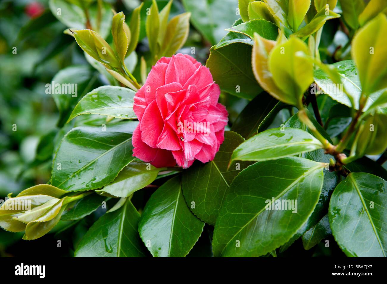 Rosafarbene Kamelienblüte im Garten, Irland Stockfoto