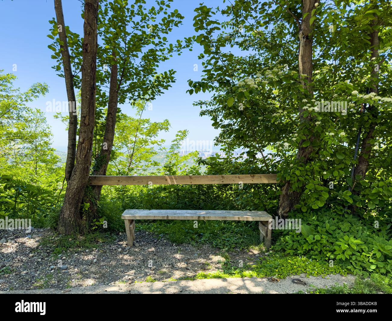 Einfache Holzbank mit Baumlehne in üppig grünem Wald am Hang, klarer sonniger Tag, keine Leute. Ruhiger Naturort, rustikaler Rastplatz. Stockfoto