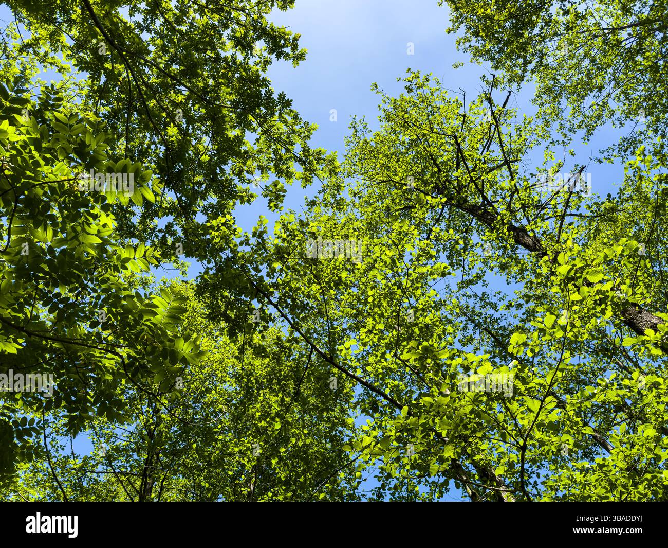 Frische grüne Baumkronen, von unten betrachtet an einem sonnigen Frühlingstag, klarer blauer Himmel, lebhaftes Laub, keine Leute. Natur, Entspannung und Wald Hintergrund. Stockfoto