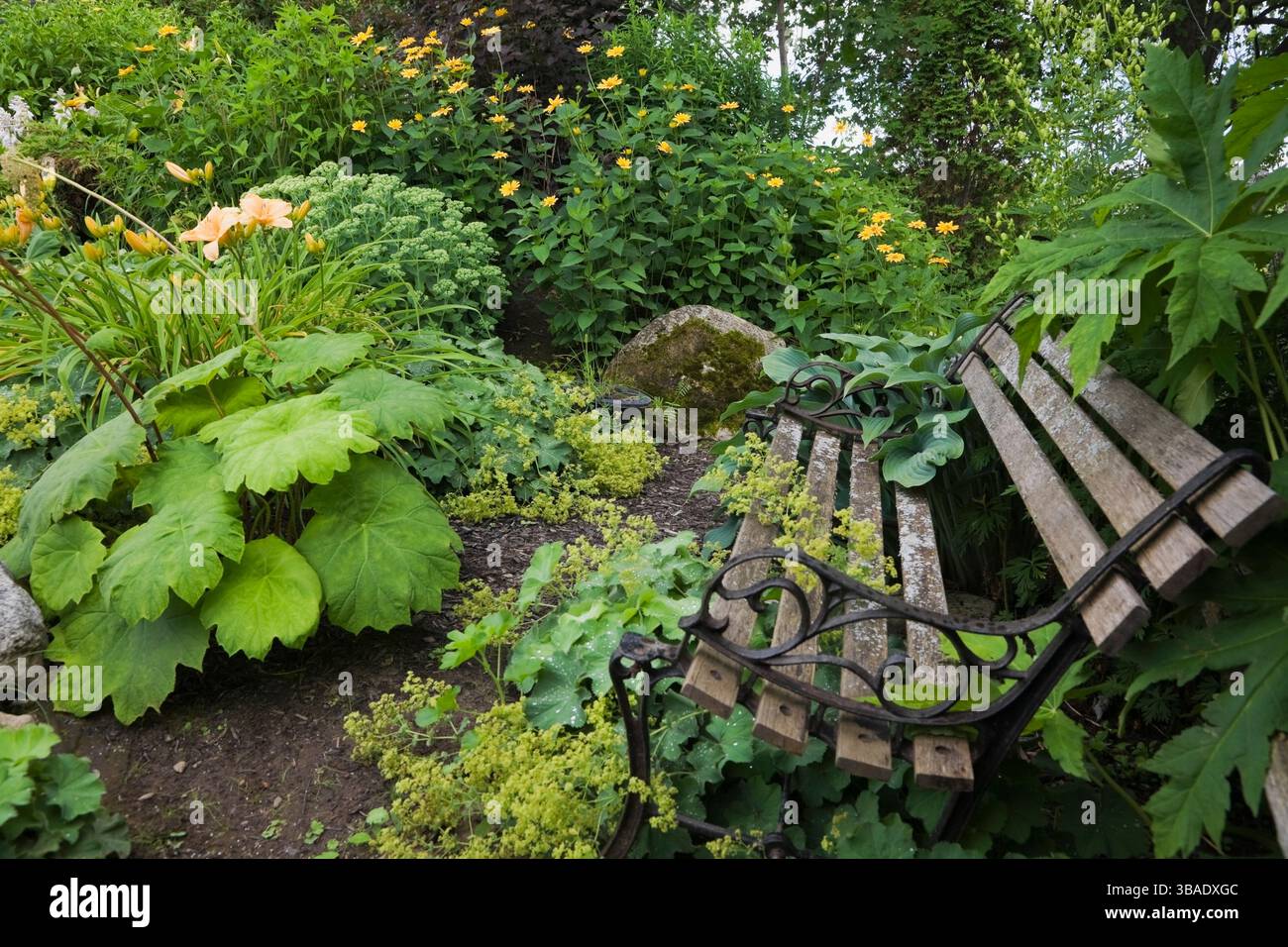 Gelbe Alchemillia mollis - Damenmantel unter einer alten hölzernen und schwarzen schmiedeeisernen Sitzbank, Hosta 'Krossa Regal' im Garten. Stockfoto