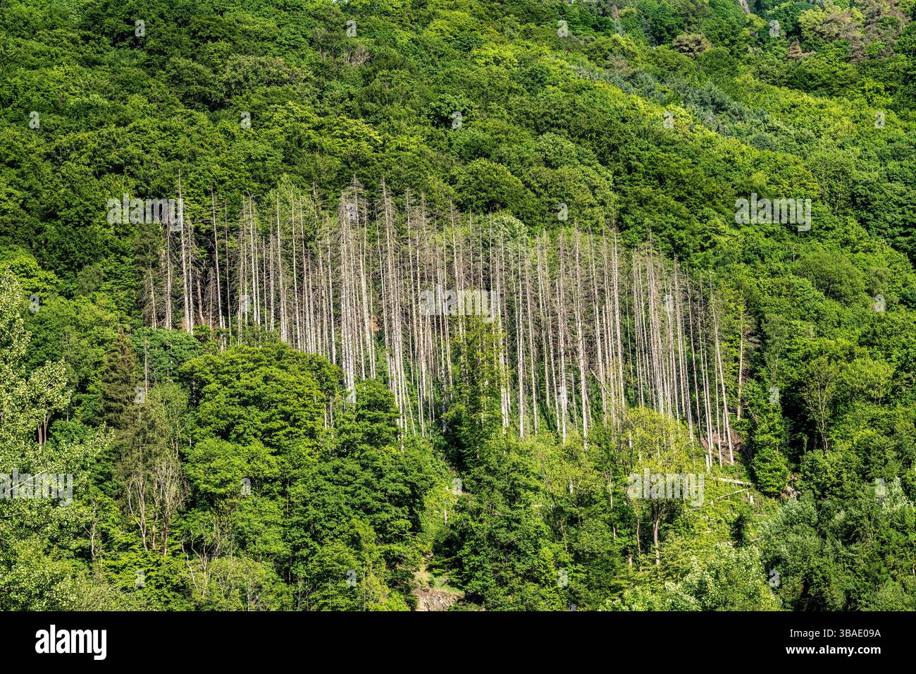 Fichten, abgestorben, durch Borkenkäfer befall, inmitten eines gesunden, intakten Laubwald, Sauerland, Märkischer Kreis, bei Altena, NRW, Deutschland, Wald tote Fichten *** Fichten, tot, durch Rindenkäfer-Befall, inmitten eines gesunden, intakten Laubwaldes, Sauerland, Märkischer Kreis, bei Altena, NRW, Deutschland, Waldtote Fichten Stockfoto