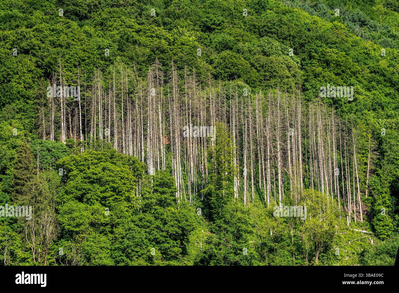 Fichten, abgestorben, durch Borkenkäfer befall, inmitten eines gesunden, intakten Laubwald, Sauerland, Märkischer Kreis, bei Altena, NRW, Deutschland, Wald tote Fichten *** Fichten, tot, durch Rindenkäfer-Befall, inmitten eines gesunden, intakten Laubwaldes, Sauerland, Märkischer Kreis, bei Altena, NRW, Deutschland, Waldtote Fichten Stockfoto