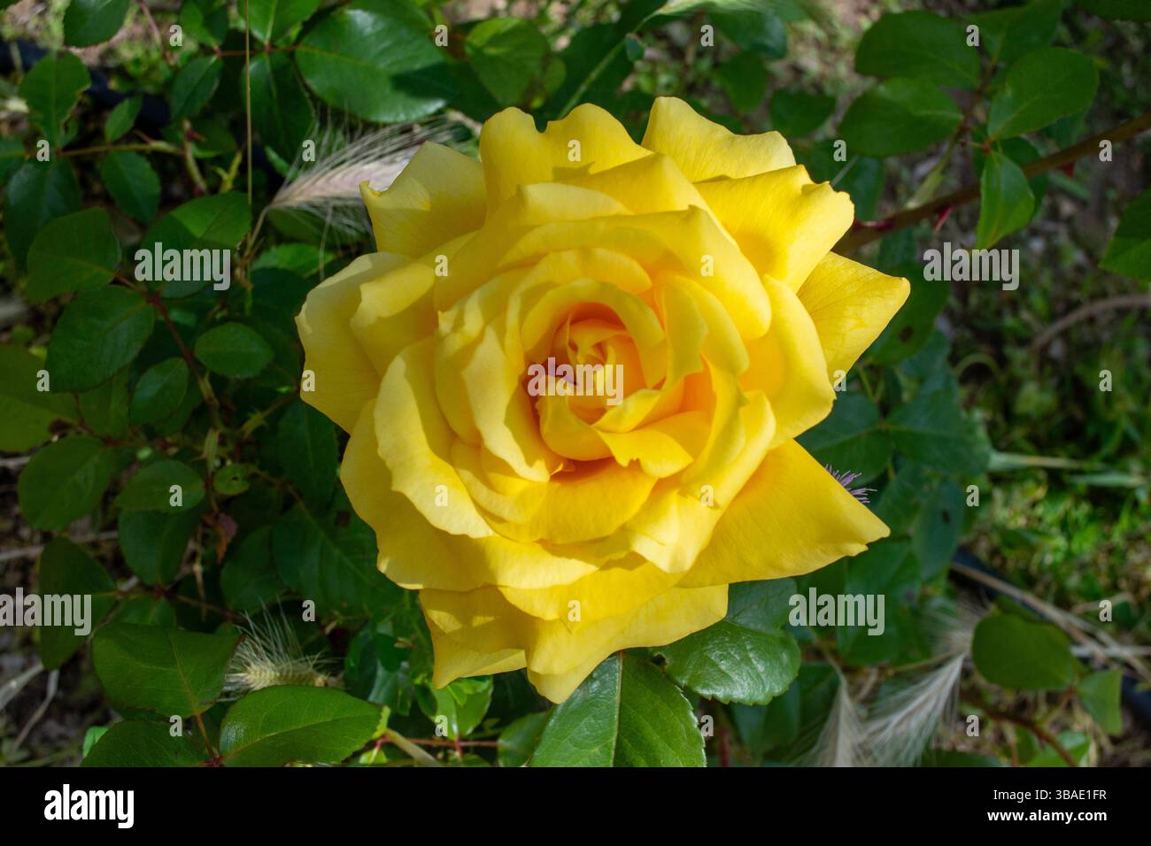 Rosa amarilla Stockfoto