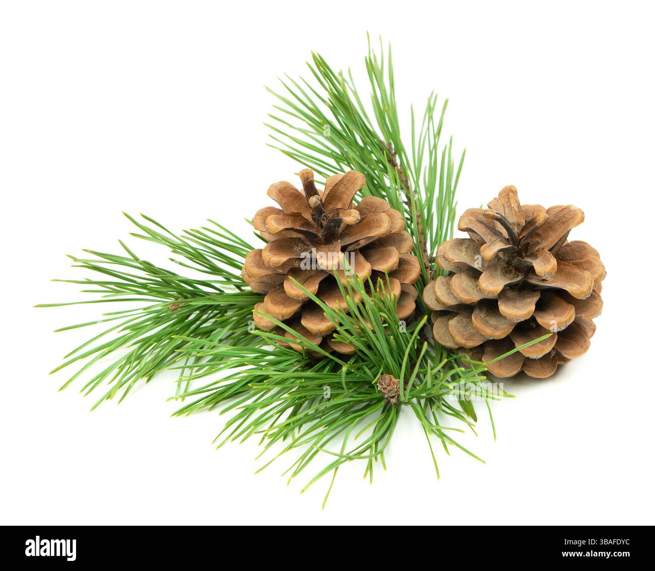 Eine Nahaufnahme mit Tannenzweigen und Kegeln im Weihnachtsstil, die auf weißem Hintergrund mit Schatten für die saisonale Einrichtung präsentiert wird. Stockfoto