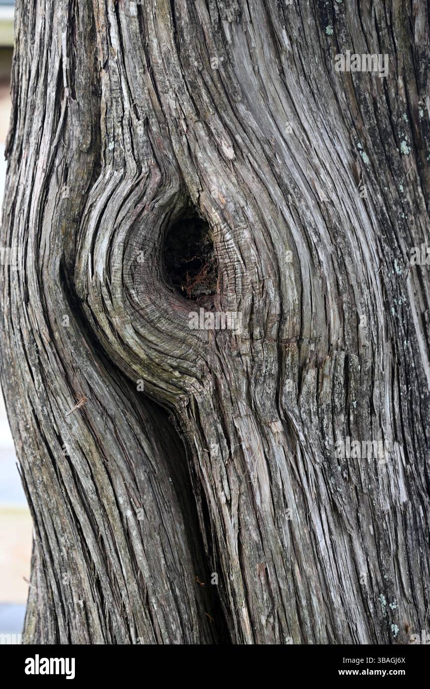 Nahaufnahme eines Knotens, der ein Auge bildet, in einem Atlantic White Cedar Tree am Outer Ufers von North Carolina Stockfoto