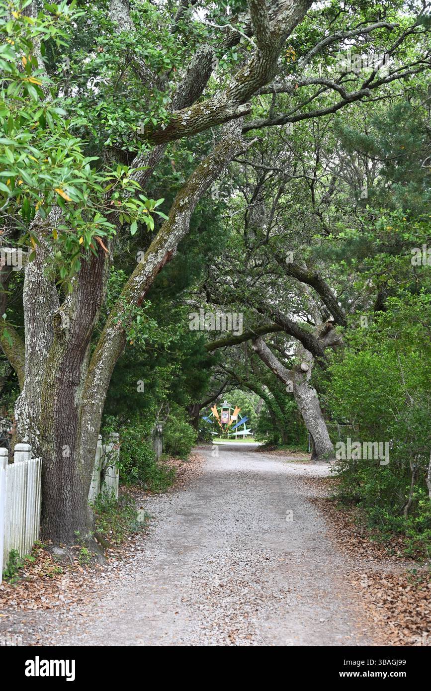 Howard Street ist ein Eichenbaumtunnel in Ocracoke Island an den Outer Banks von North Carolina Stockfoto