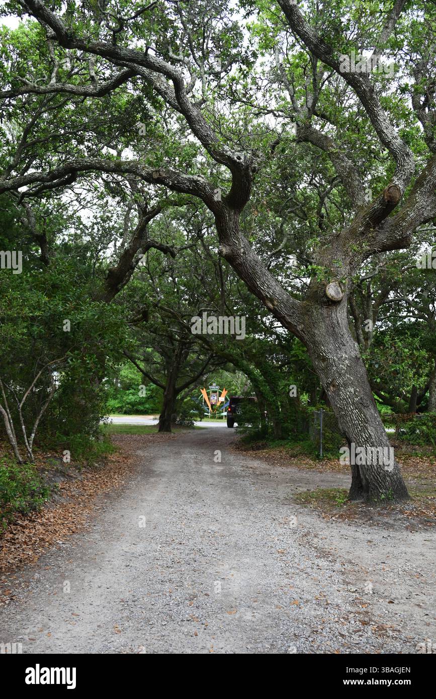 Howard Street ist ein Eichenbaumtunnel in Ocracoke Island an den Outer Banks von North Carolina Stockfoto