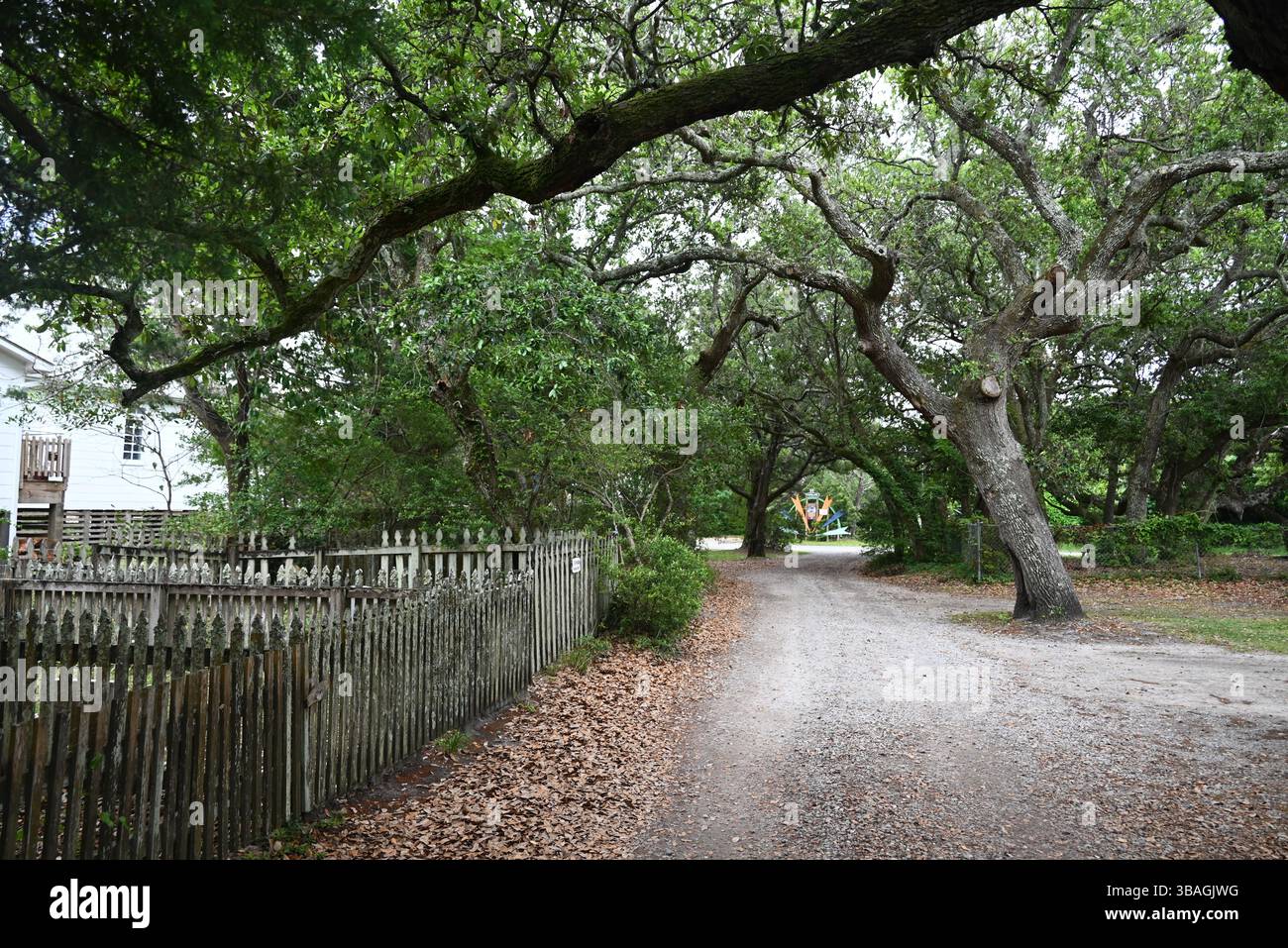 Howard Street ist ein Eichenbaumtunnel in Ocracoke Island an den Outer Banks von North Carolina Stockfoto