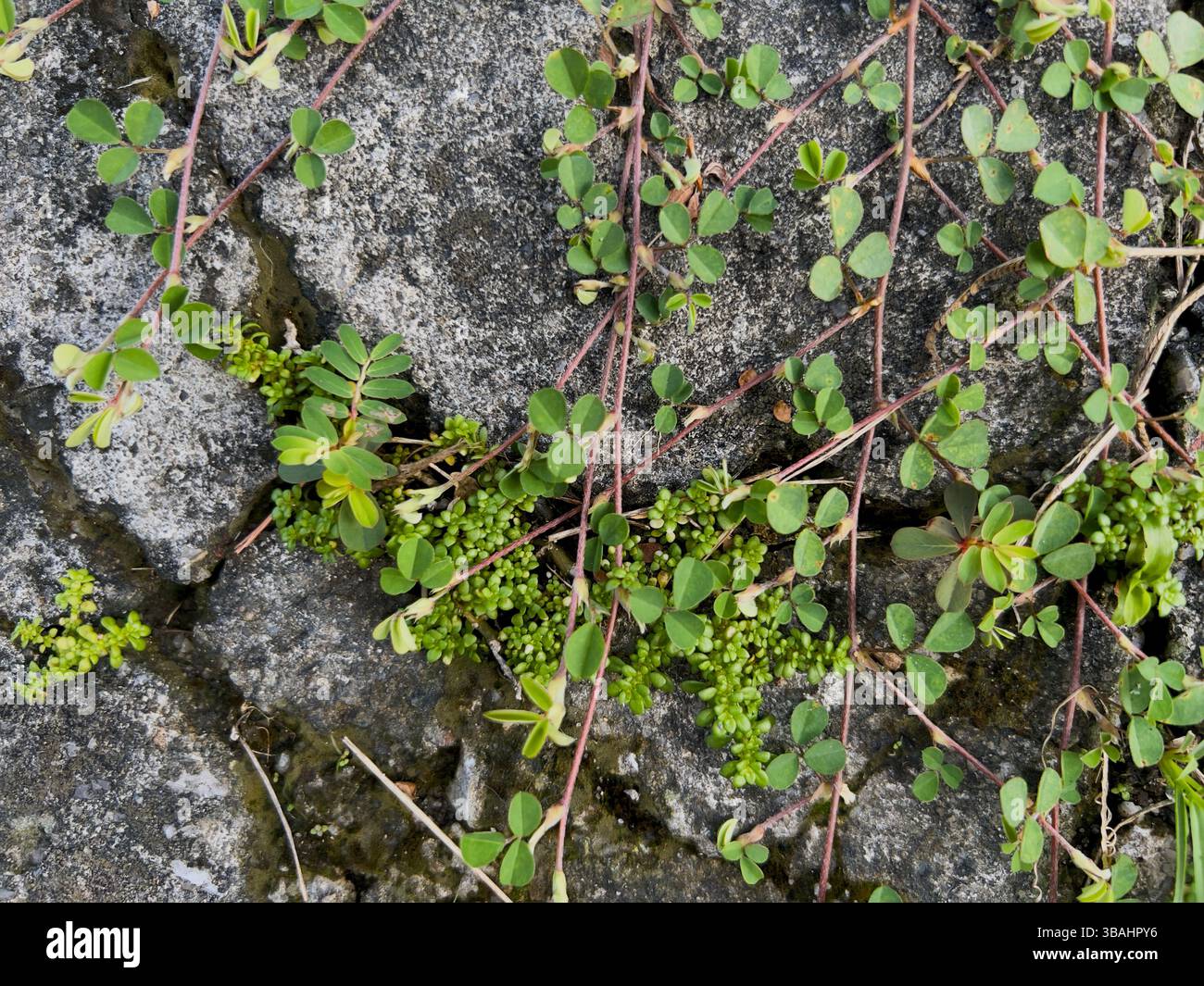 Nahaufnahme grüner Pflanzen, die durch Risse im Beton wachsen. - Smartphone-aufgenommenes Stockfoto
