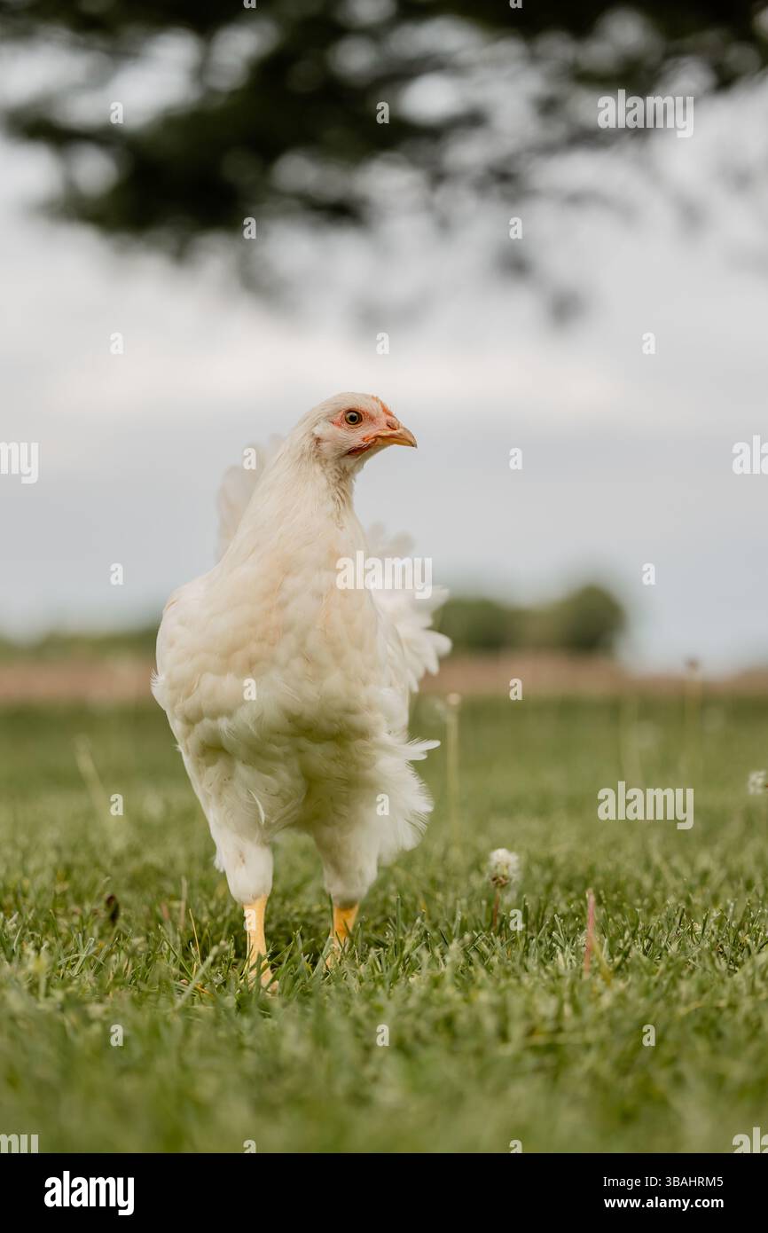 Hühnchen-Hühner-Ei-Schicht-Hinterhof-Herde-rot-schwarz-weiß-Hühner-Eingruppe-michigan-Weidegras-allein Stockfoto