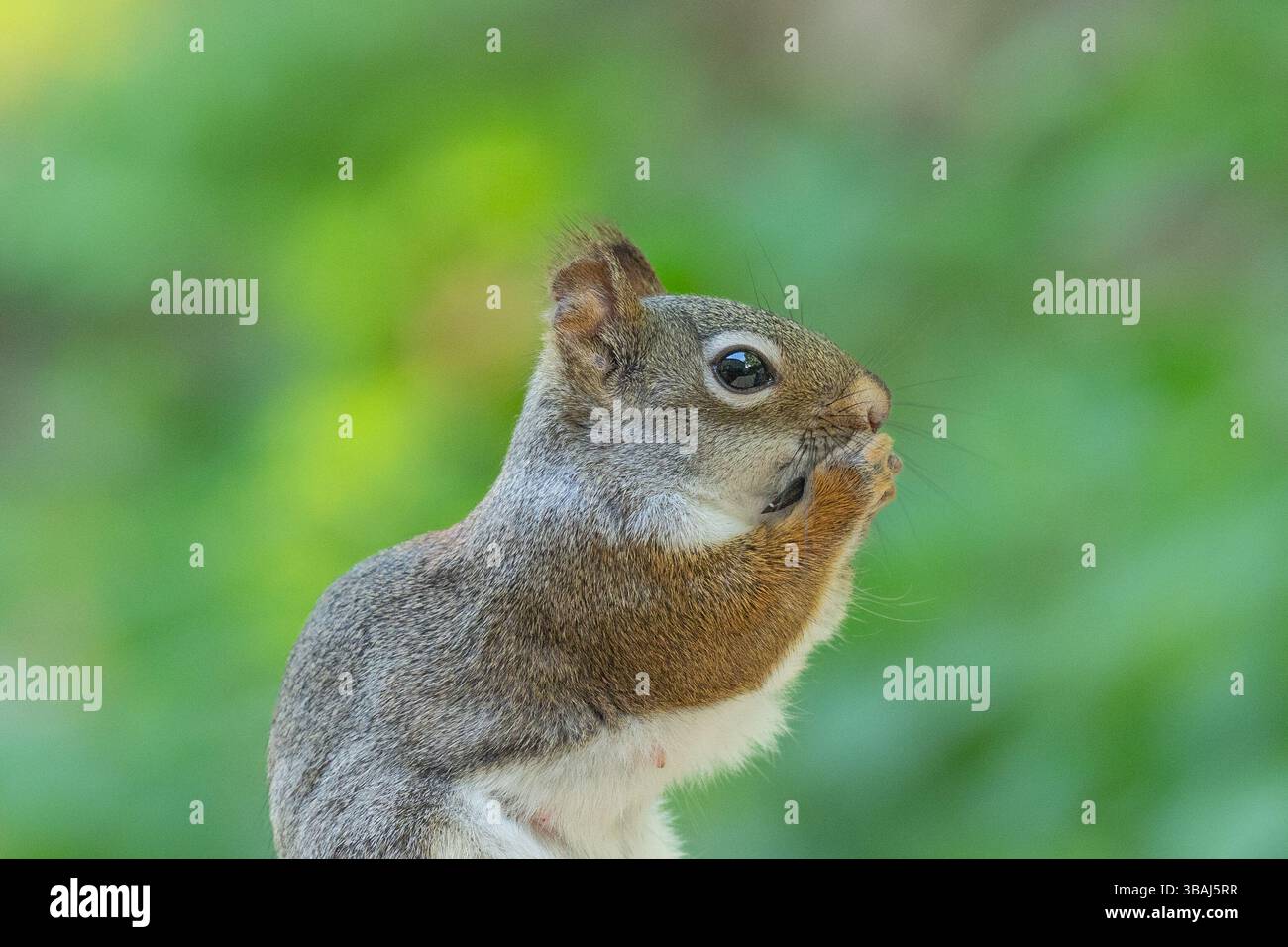Nahaufnahme der Seitenansicht von amerikanischem rotem Squirll, der Samen isst. Stockfoto