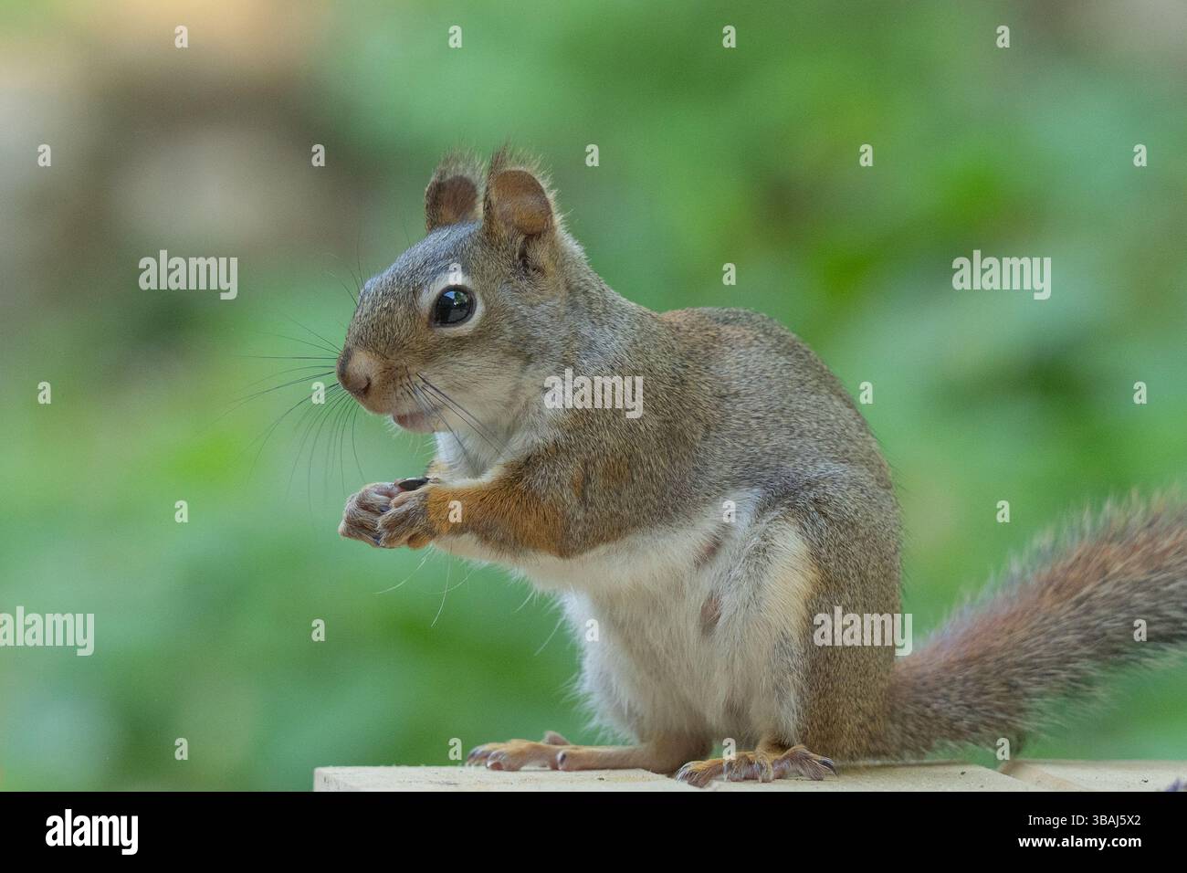 Kurioses amerikanisches Rotes Eichhörnchen (Tamiasciurus hudsonicus) im Nahaufnahme-Porträt, Seitenansicht. Stockfoto