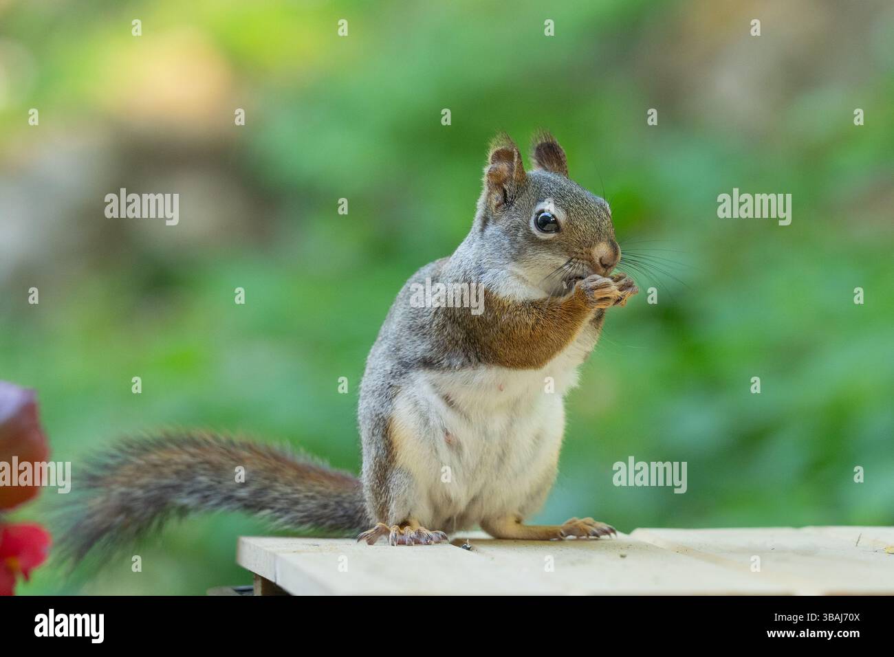Kurioses amerikanisches Rotes Eichhörnchen (Tamiasciurus hudsonicus) im Nahaufnahme-Porträt, Seitenansicht. Stockfoto