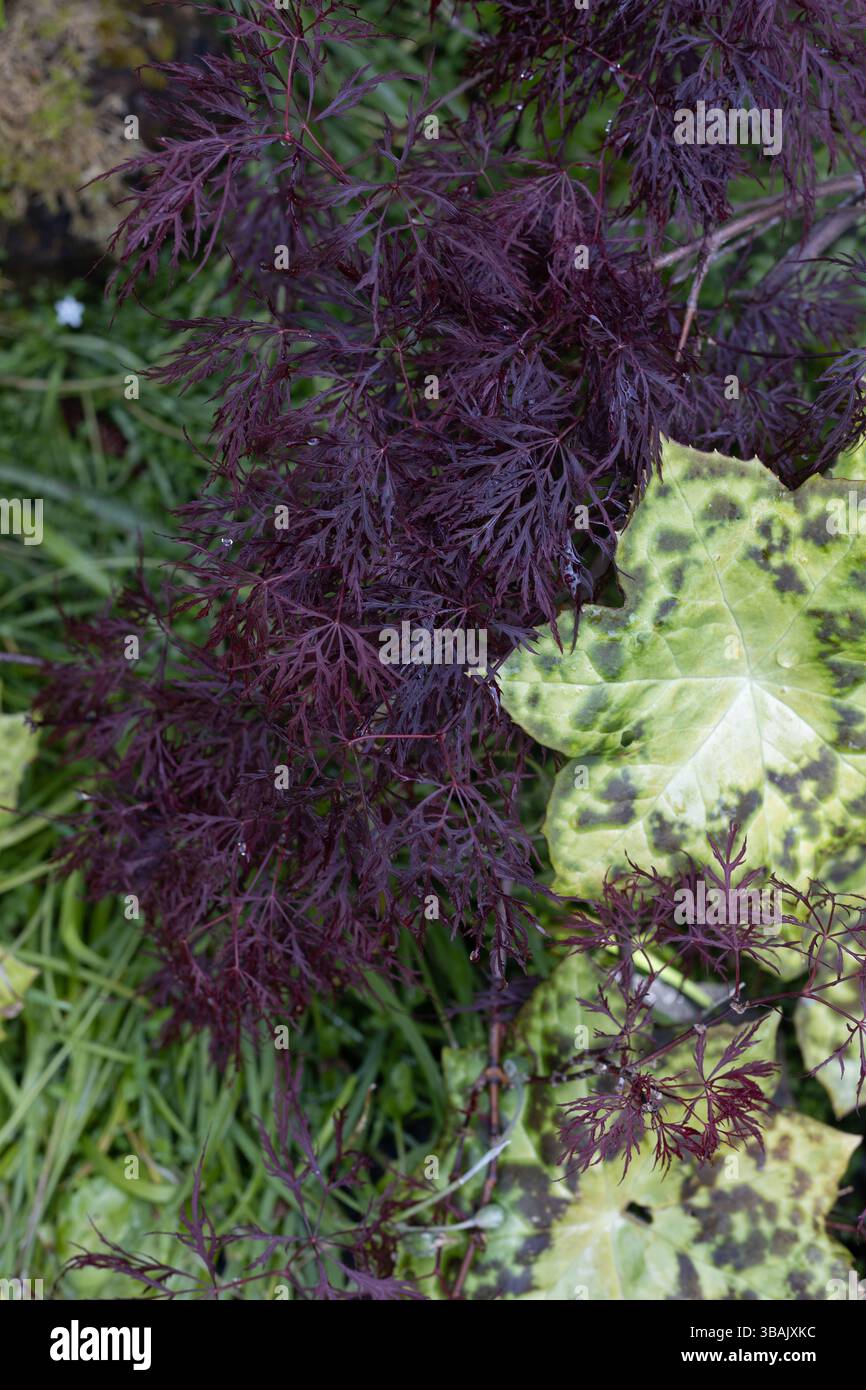 PODOPHYLLUM peltatum 'Spottdotty' zusammen im Garten mit Acer palmatum 'Ruby Lace'. Stockfoto