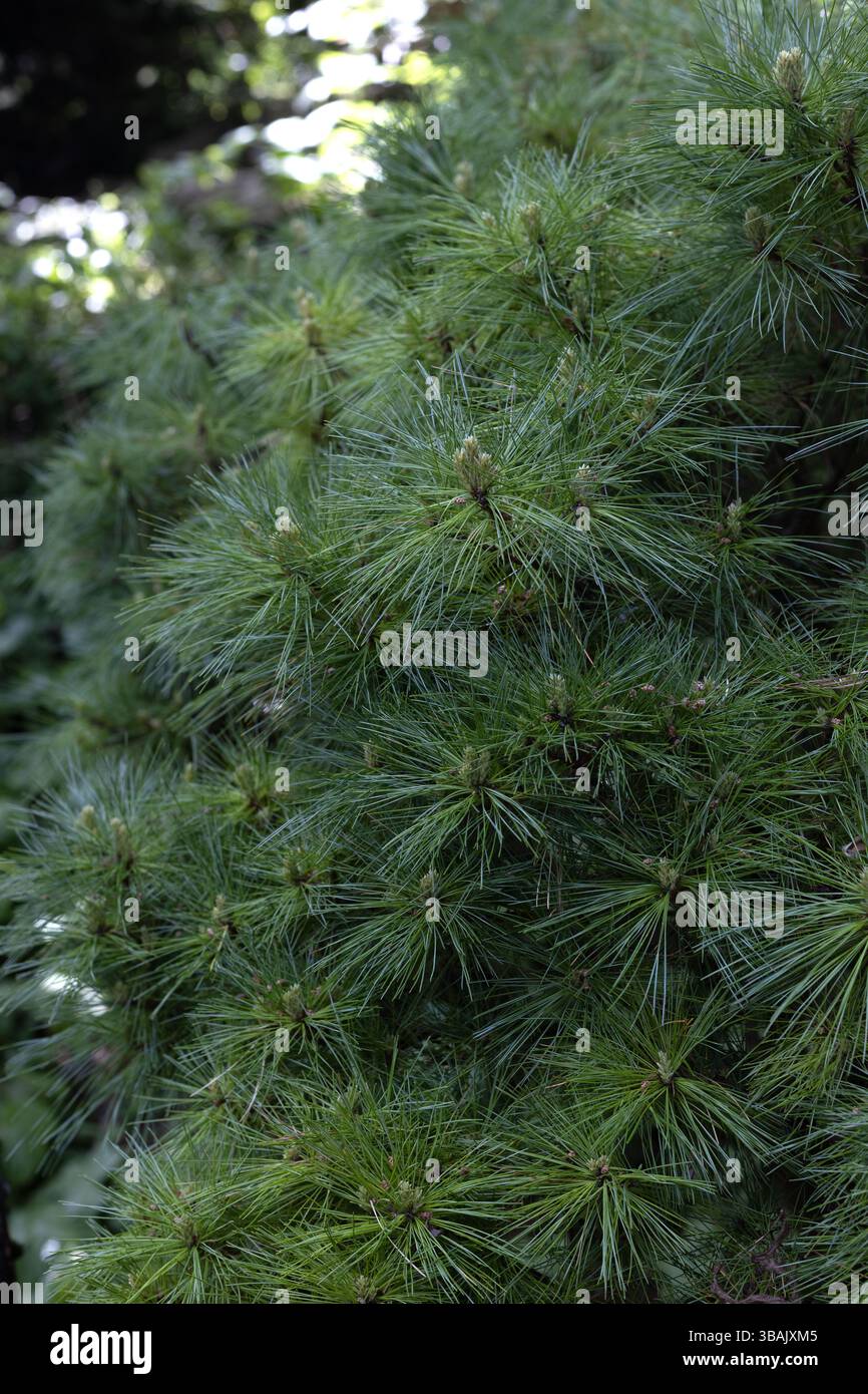 Pinus Strobus 'Verkade's Besen' östliche Weißkiefer. Stockfoto Pinus Strobus 'Verkade's Besen' östliche Weißkiefer. Stockfoto