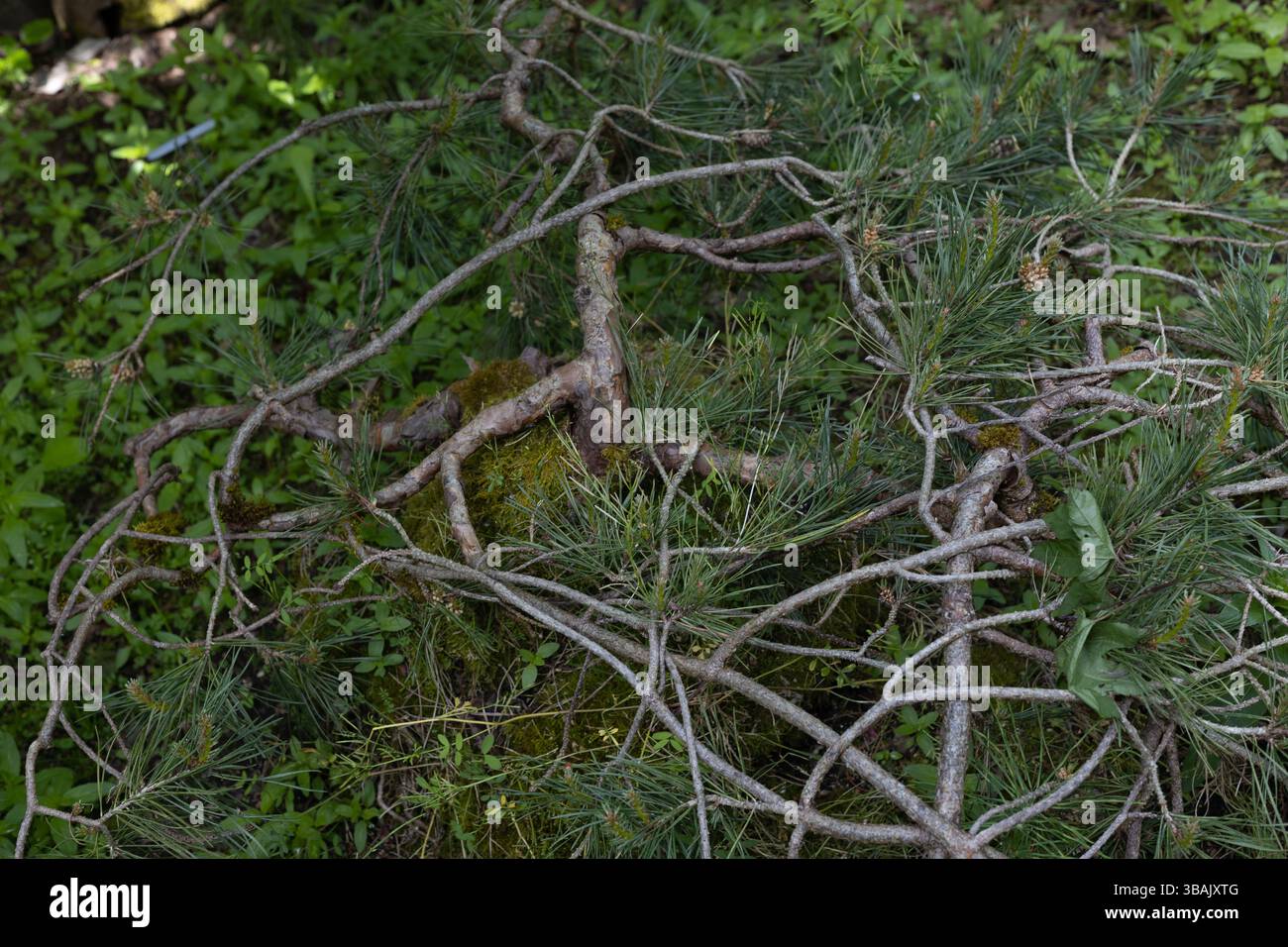 Pinus sylvestris 'Albyn' - Albyn prostrate Schottenkiefer. Stockfoto