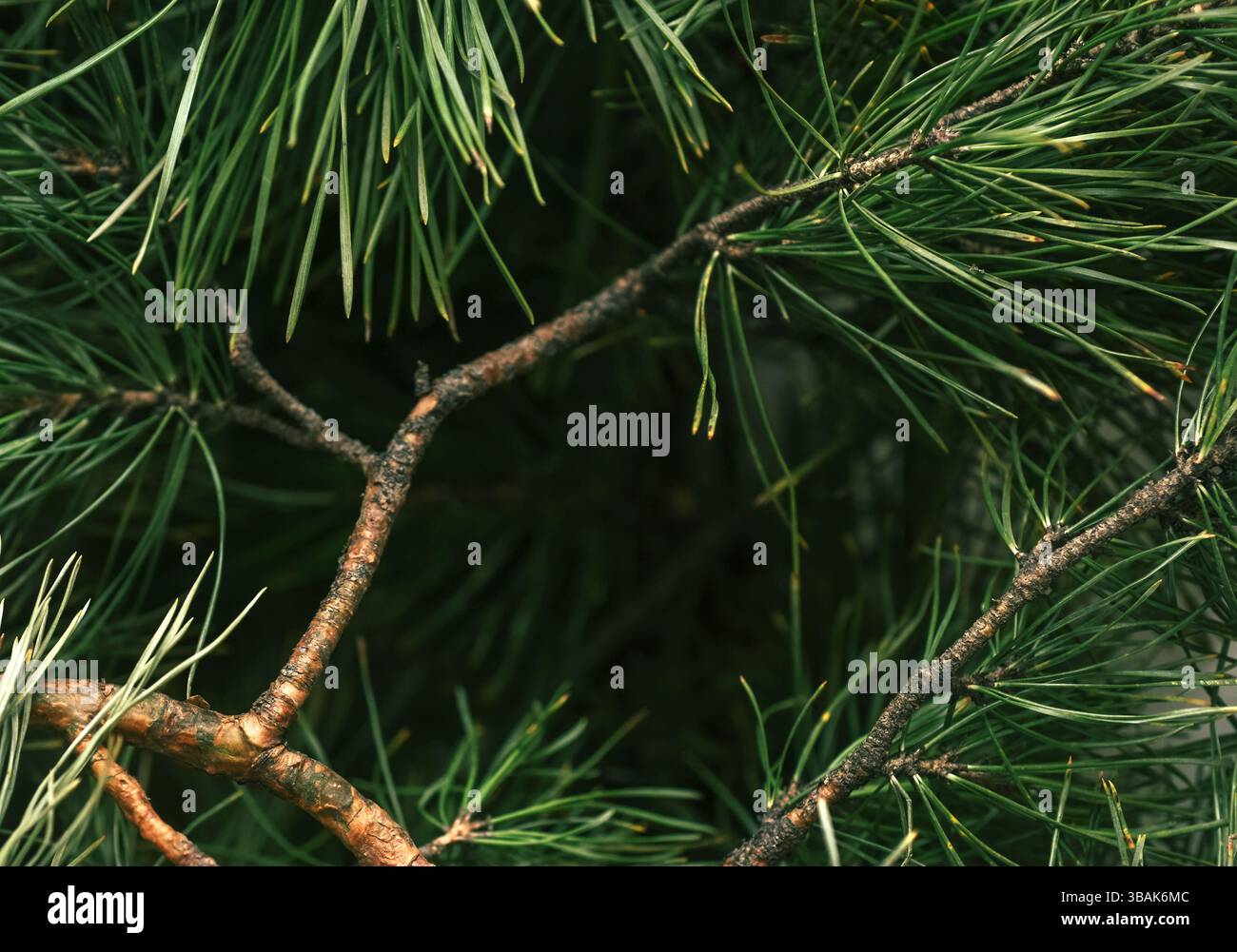 Grüne Kiefernäste mit Kopierraum, perfekt für Wellness und umweltfreundliches Design. Natürliche Weichfokus-Kiefernstruktur in Makroansicht mit umweltfreundlichem Conep Stockfoto