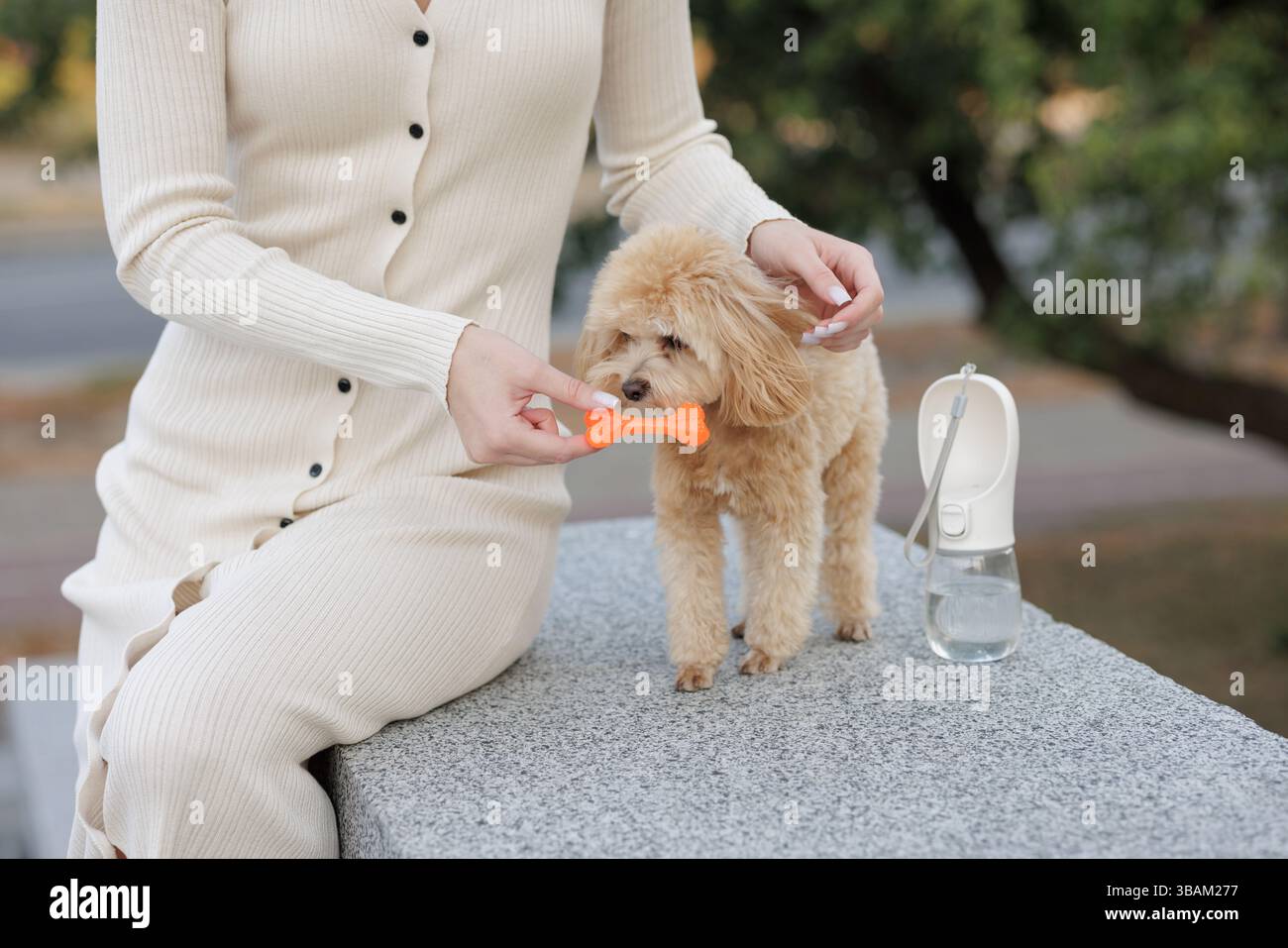 Frau, die mit einem kleinen Hund im Freien spielt, ein knochenförmiges Spielzeug anbietet, während sie sich zusammenbindet und Zeit miteinander verbringt. Stockfoto