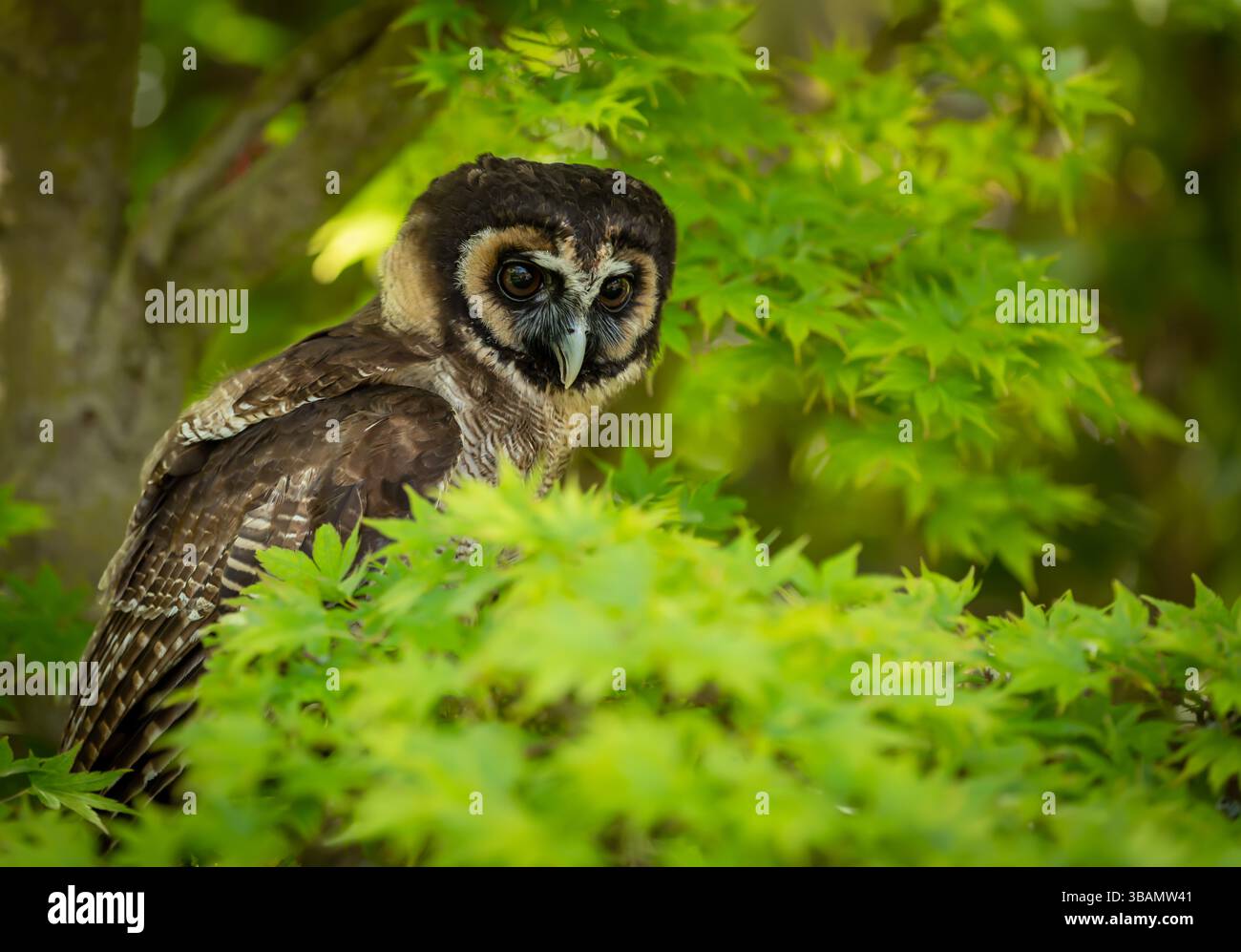Asiatische Braunholzeule, wissenschaftlicher Name: Strix leptogrammica. Nahaufnahme einer wachsamen und hochstehenden asiatischen Braunholzeule mit großen Augen, in einem bunten Baum Stockfoto