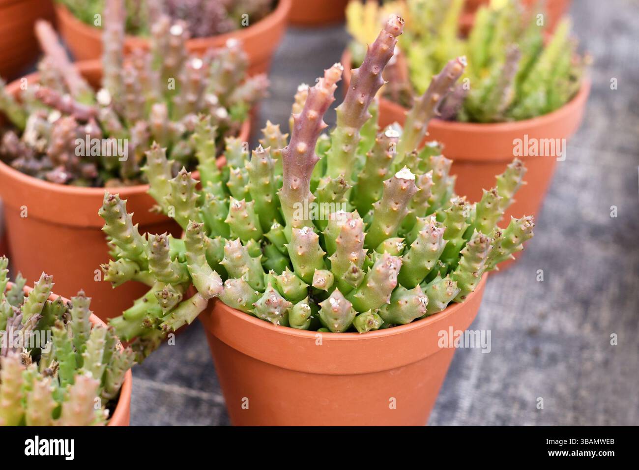 Kleine "Stapelia Variagat"-Zimmerpflanze mit kaktähnlichen Zahnstämmen im Blumentopf. Auch „Orbea variegata“ genannt Stockfoto