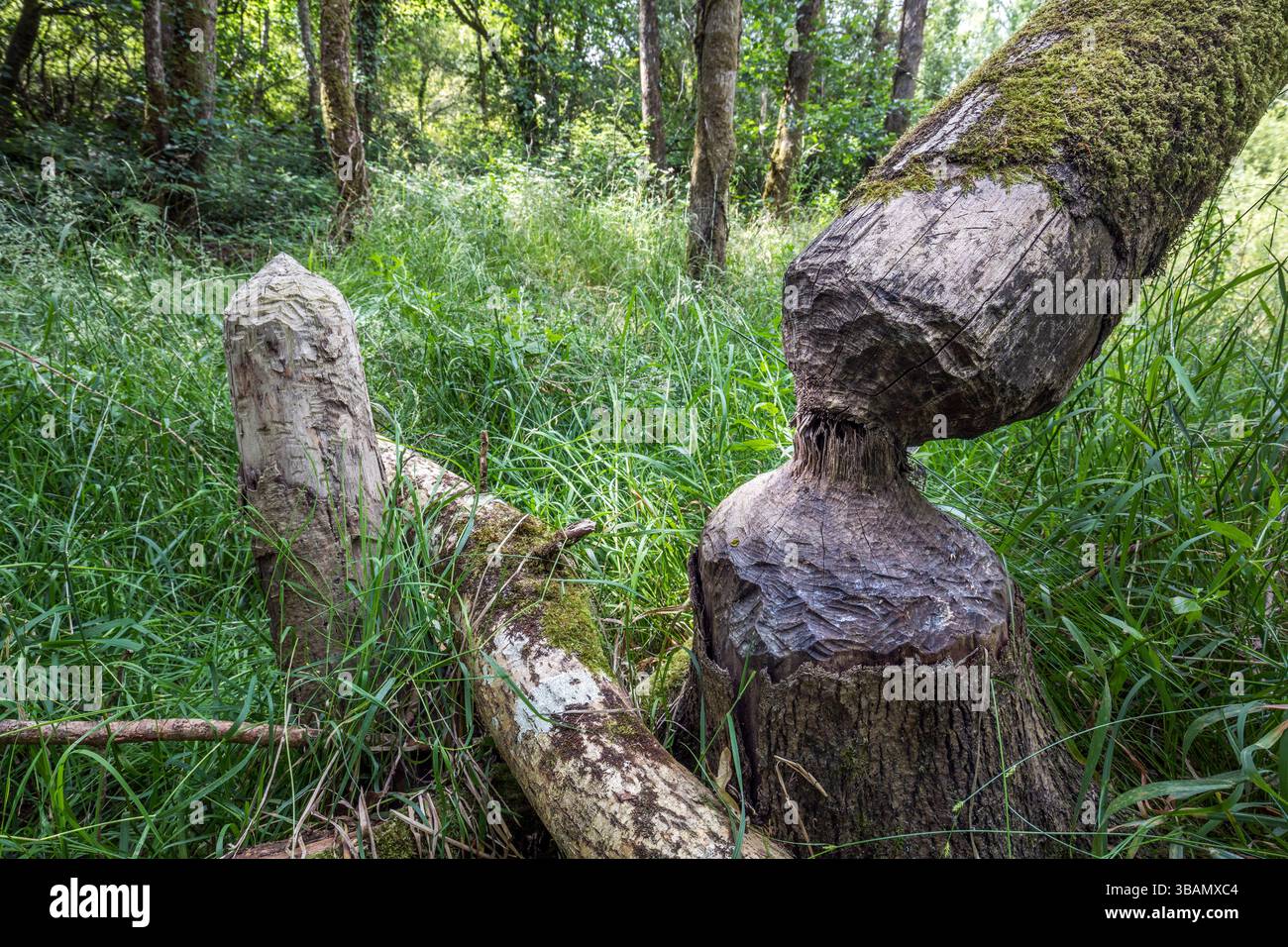 Biberschild; Baum mit Zahnspuren; UK Stockfoto