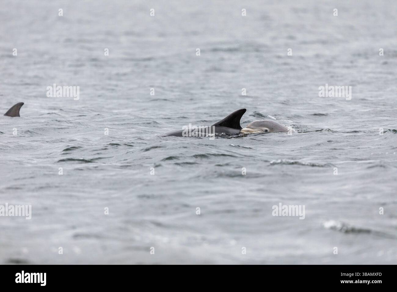 Große Tümmler; Tursiops truncatus; Erwachsene und Junge; Großbritannien Stockfoto