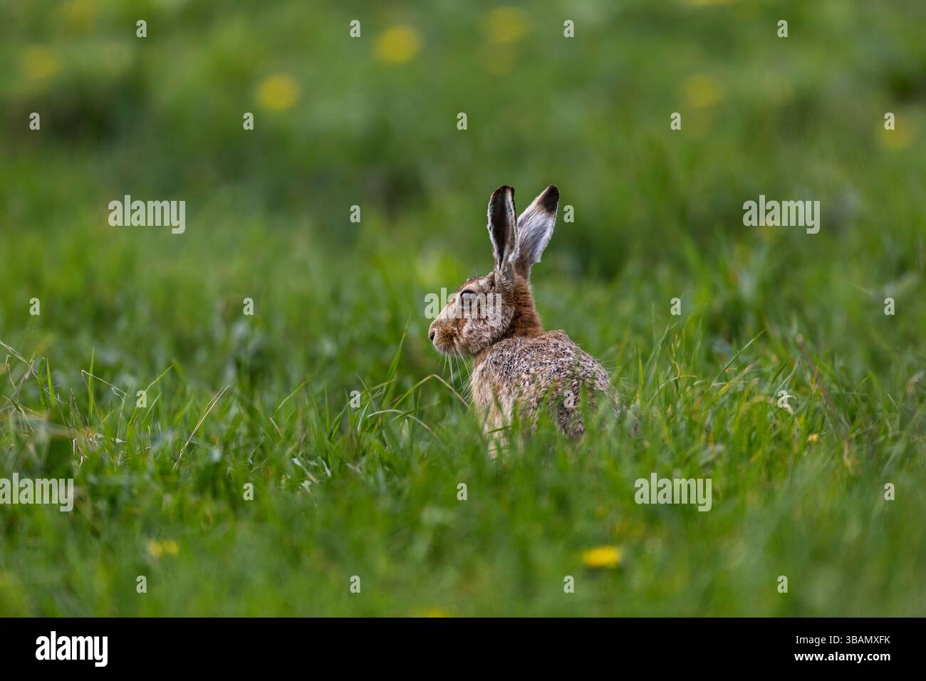 Feldhase, Lepus europaeus, Großbritannien Stockfoto