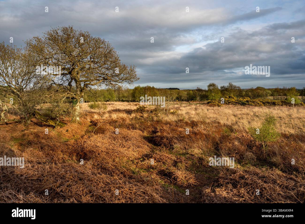 Tadnoll Heath; Dorset; Großbritannien Stockfoto