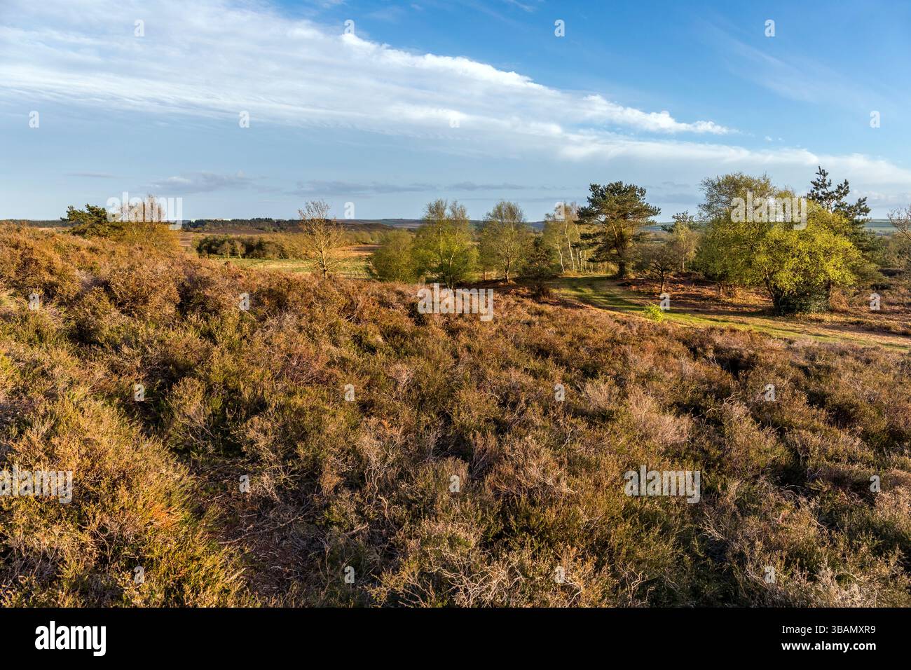 Tadnoll Heath; Dorset; Großbritannien Stockfoto