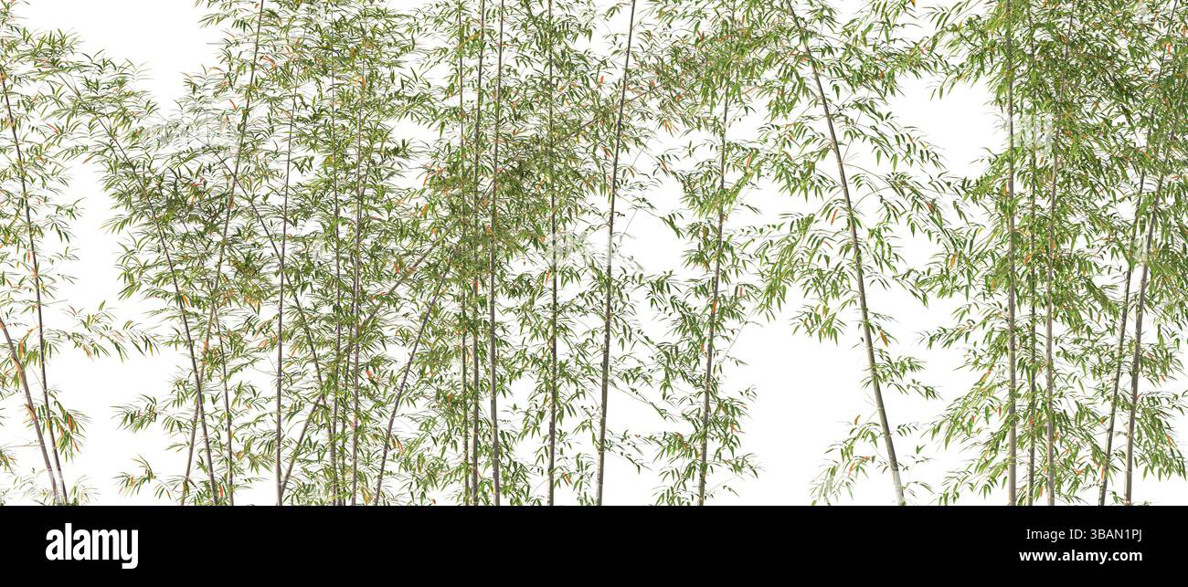 Bambuswald mit transparentem Hintergrund 3D Stockfoto