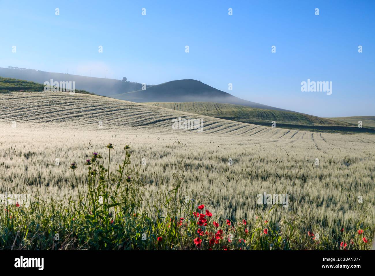 Hügelige Landschaft mit unreifem Weizenfeld und Wildblumen in Apulien, Italien. Stockfoto