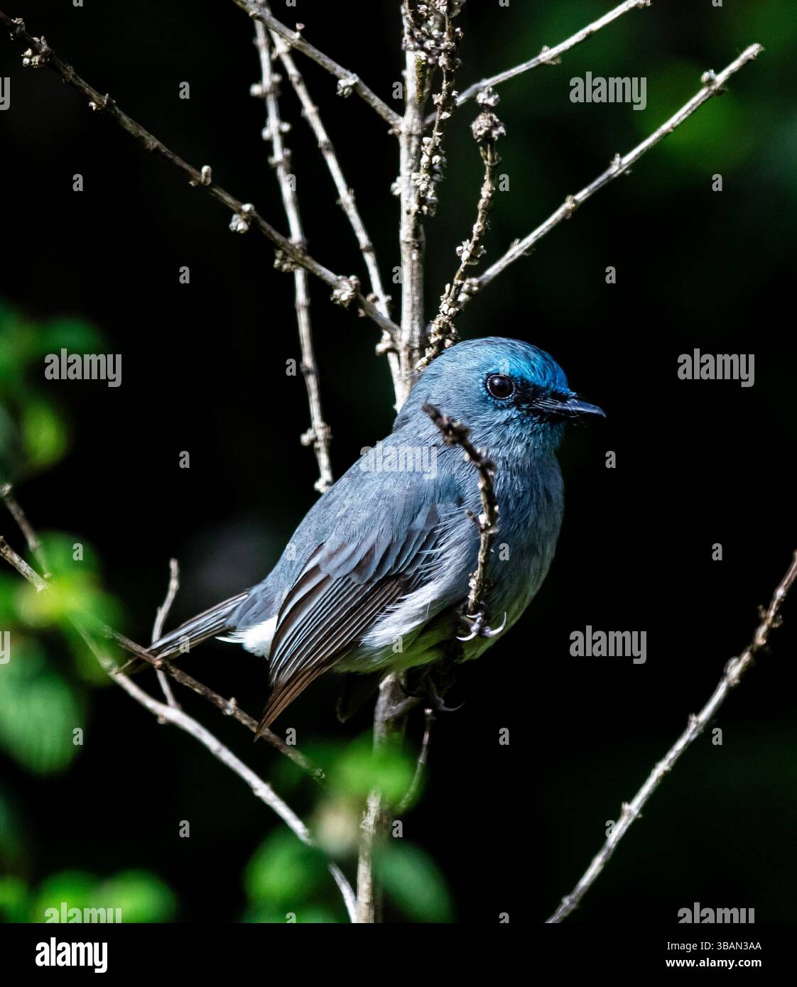 Dull Blue Flycatcher (Eumyias sordida) ist ein kleiner Passerinvogel aus der Familie der Fliegenfänger. Diese Art ist ein endemischer Züchter in Sri Lanka. Stockfoto