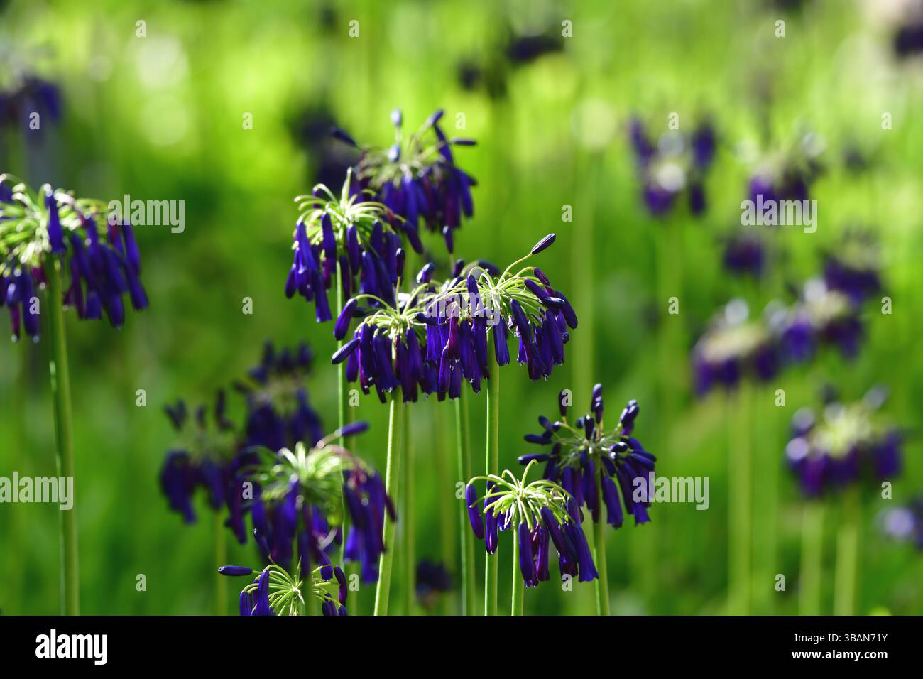 Geschlossene afrikanische Lilie (Agapanthus inapertus) in einem Garten. Botanische Gärten Kirstenbosch, Südafrika Stockfoto