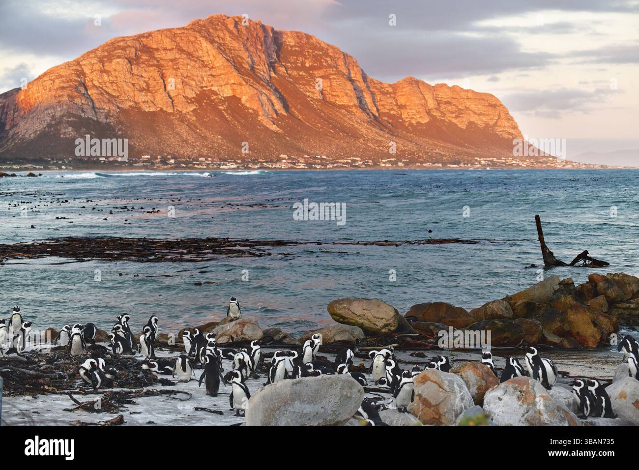 Landschaft mit afrikanischer Pinguinkolonie (Spheniscus demersus) am Stoney Point in Betty's Bay, Westkap, Südafrika Stockfoto