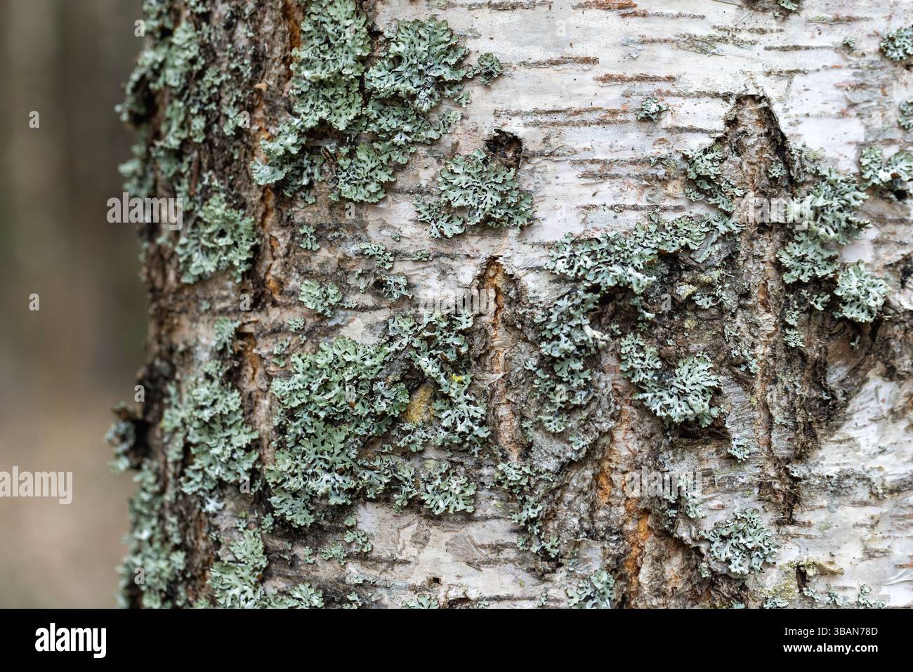Detaillierte Ansicht der Birkenrinde mit komplexen Flechtenbewuchs, die natürliche Texturen und botanische Elemente hervorhebt Stockfoto