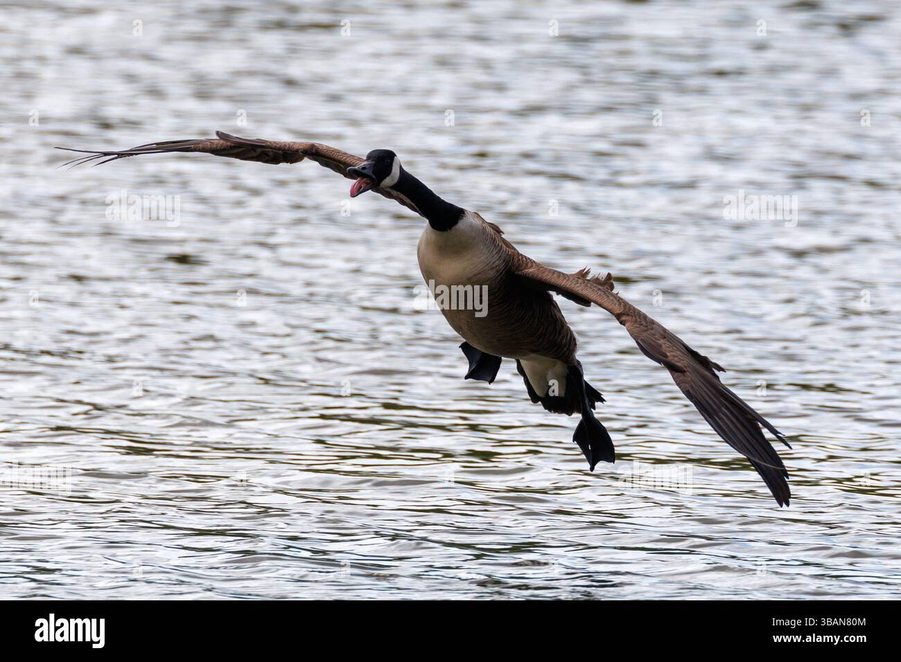 Kanadische Gans, Branta canadensis, die über dem Wasser landet. England, Großbritannien Stockfoto