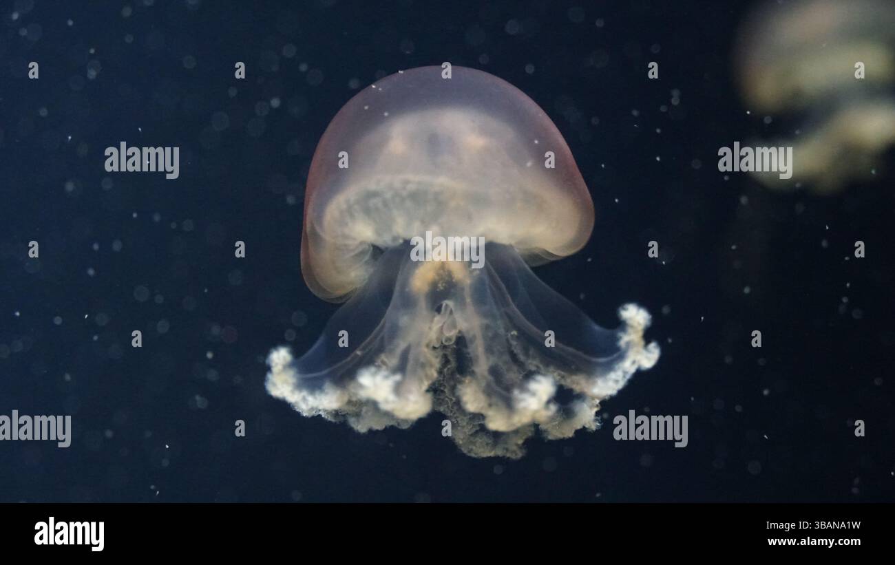 Quallen-Eleganz: Unterwasserwunder im Yamagata Aquarium Stockfoto