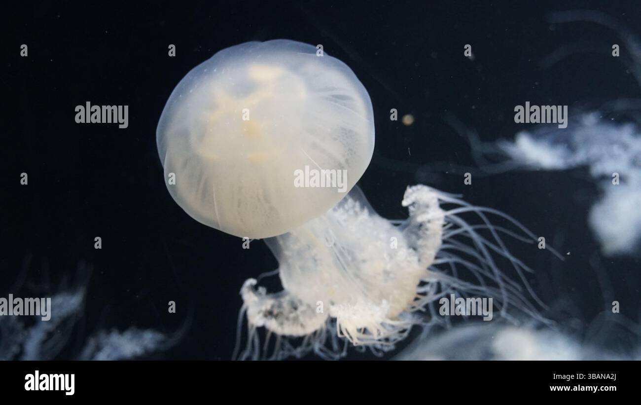 Quallen-Eleganz: Unterwasserwunder im Yamagata Aquarium Stockfoto