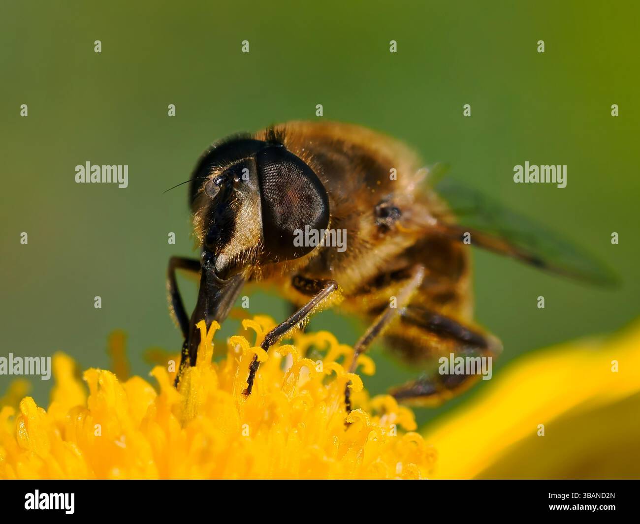 Makro der Fliege Eristale (Eristalis tenax) auf gelber Gänseblümchenblume (Anthemis) und von vorne gesehen Stockfoto