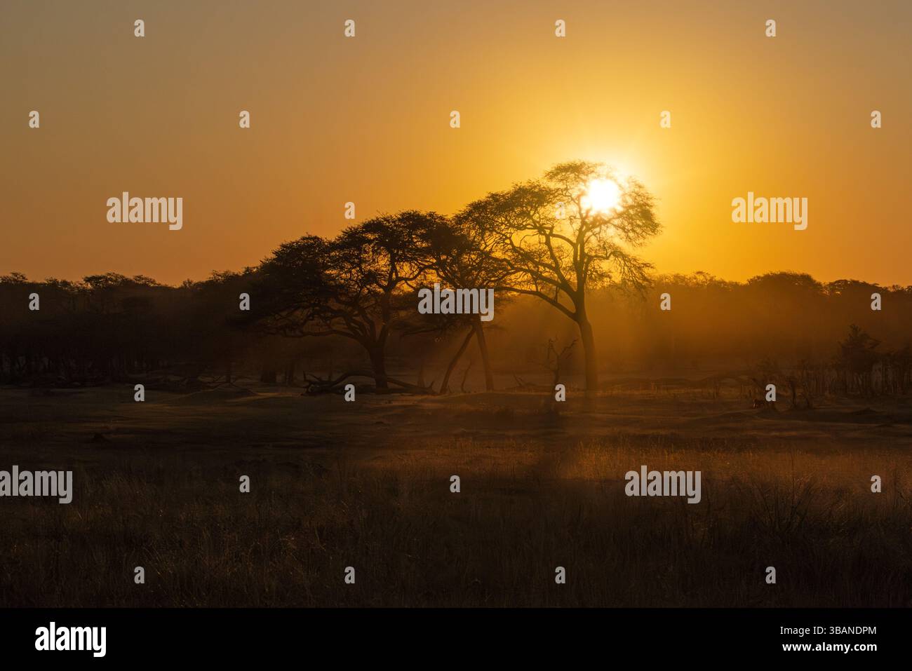 Sonnenstrahlen durch den Baum in Dusty African Savanna Stockfoto