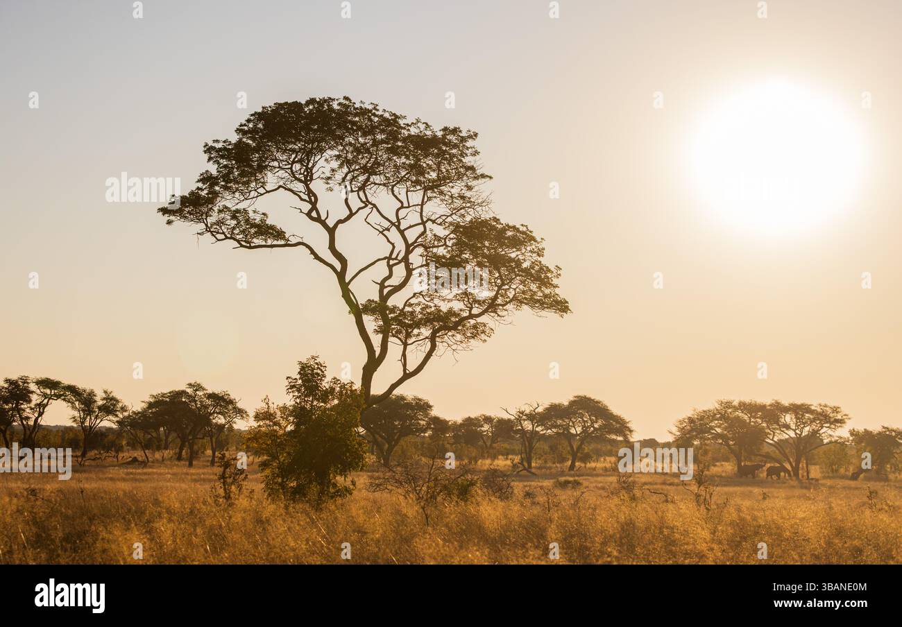 Baum im Vordergrund mit entferntem Elefant in Heat Haze - Hwange, Simbabwe Stockfoto