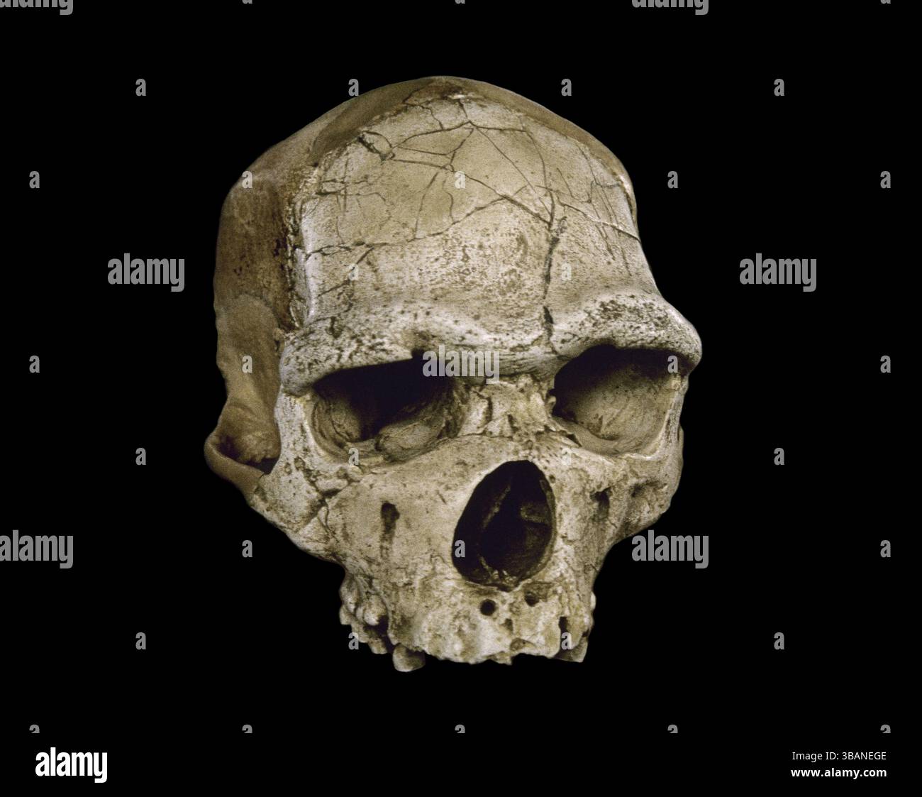 Tautavel man Schädel. Sie wurde in der Höhle von Arago (La Caune de l’Arago) in Tautavel, Frankreich, gefunden. Sie wird auf etwa 450.000 Jahre geschätzt. Tautavel Museum der Vorgeschichte. Frankreich. Stockfoto