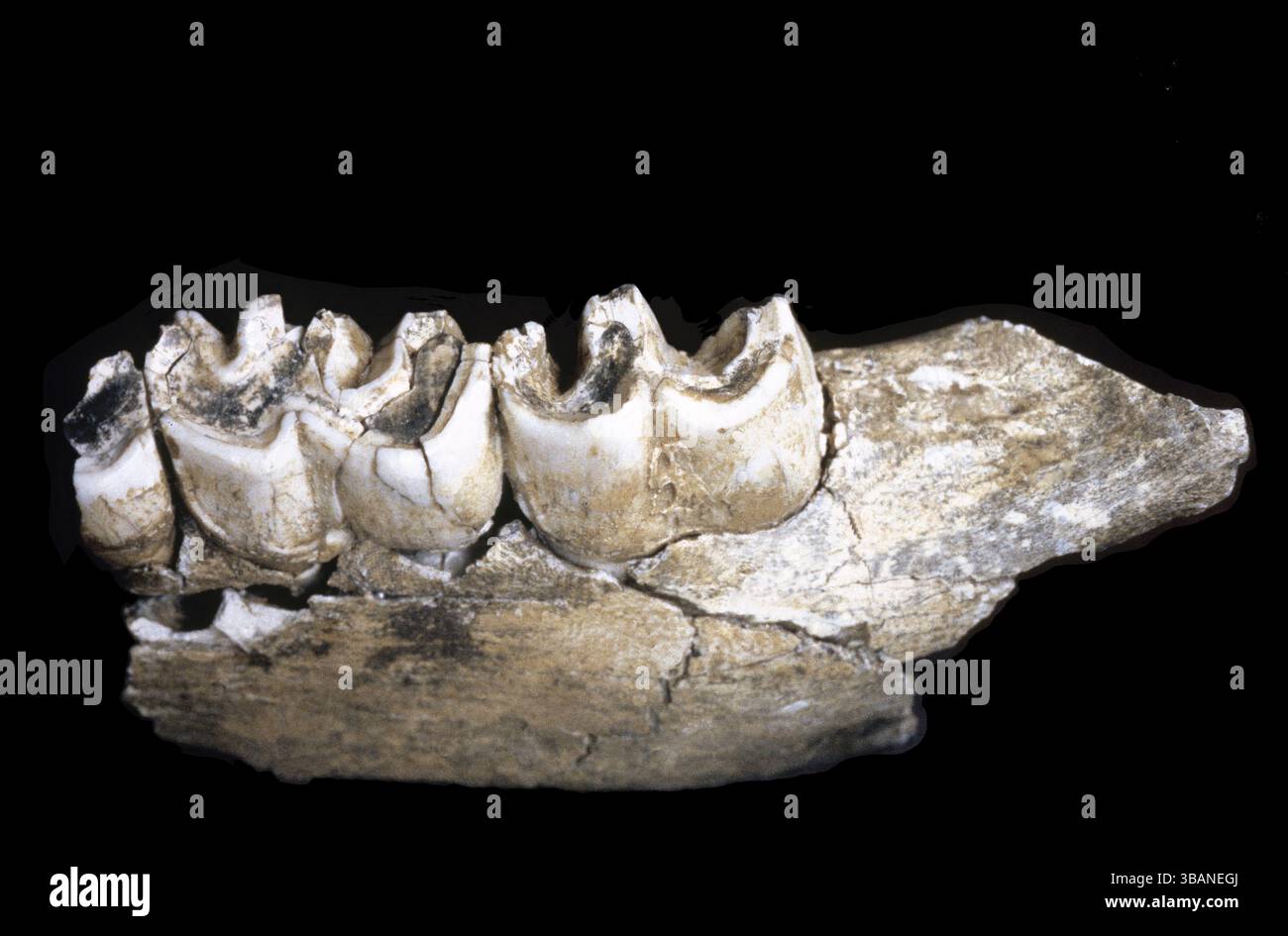 Mammut-Kiefer. Das Untere Paläolithikum. Tautavel Museum der Vorgeschichte. Frankreich. Stockfoto